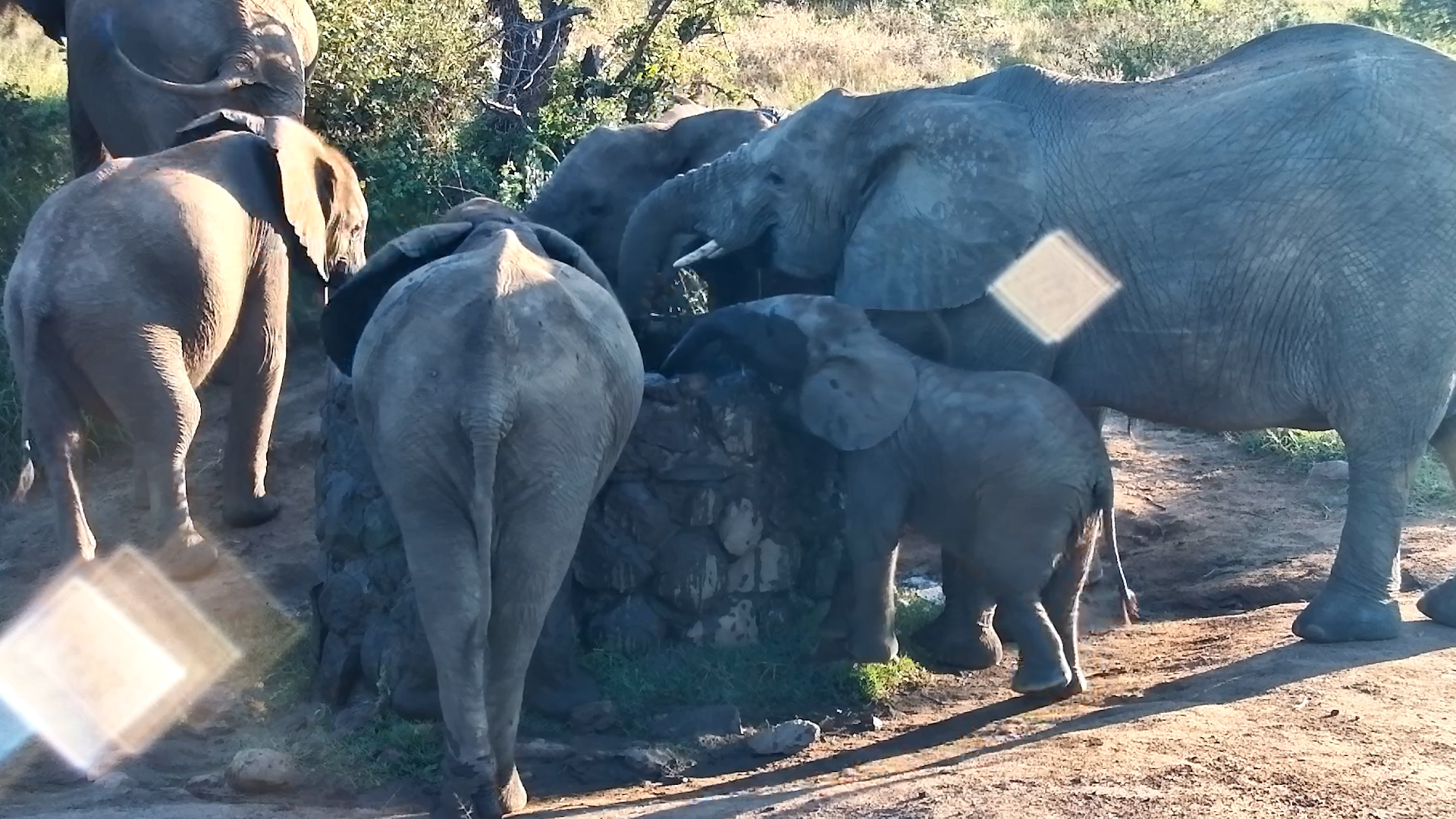 Tiny Trunk, Big Challenge