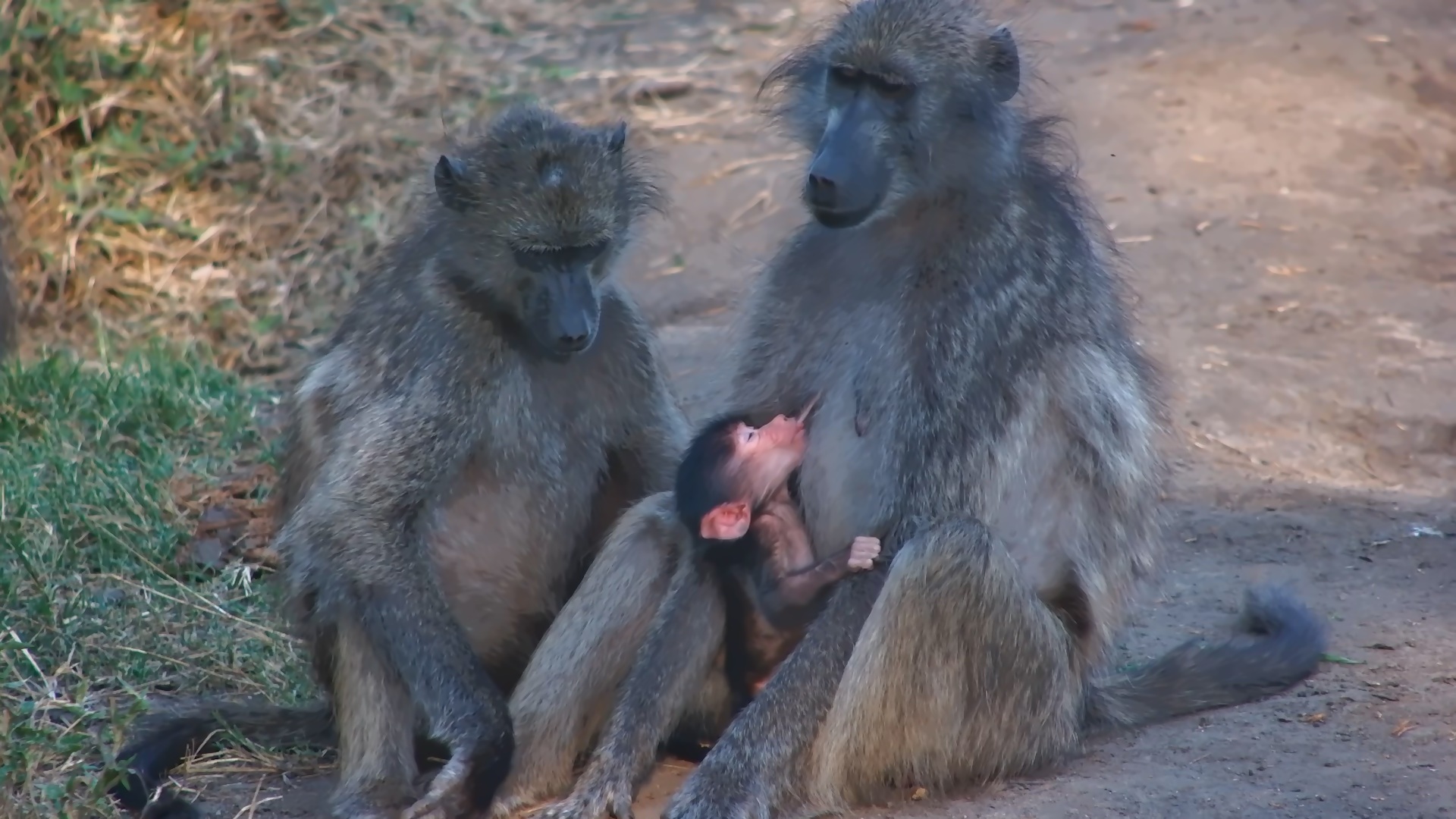 Every Time Baby Tries to Drink... Someone Interrupts!