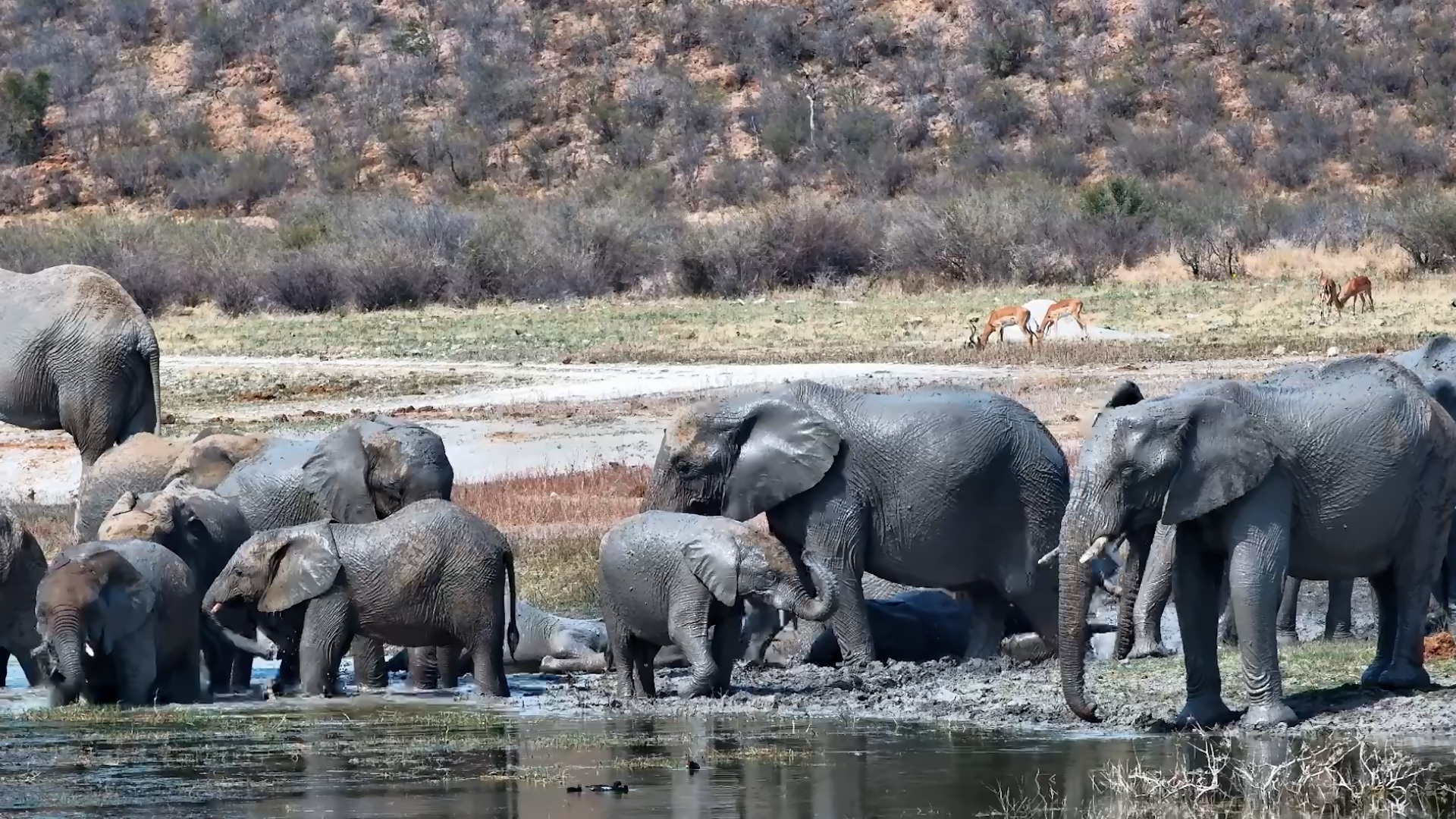 Mud, Splashing & Elephants Everywhere