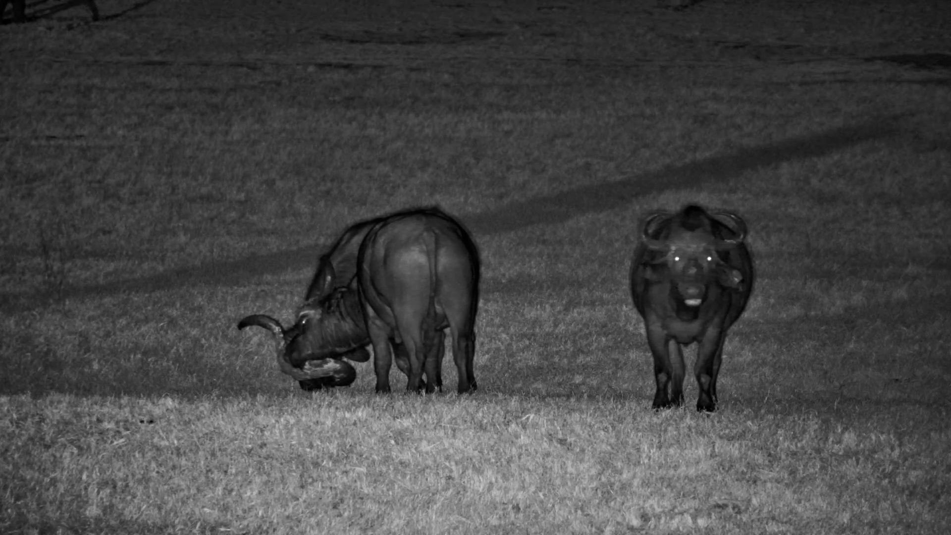 Two Buffalo Put Those Powerful Horns to the Test