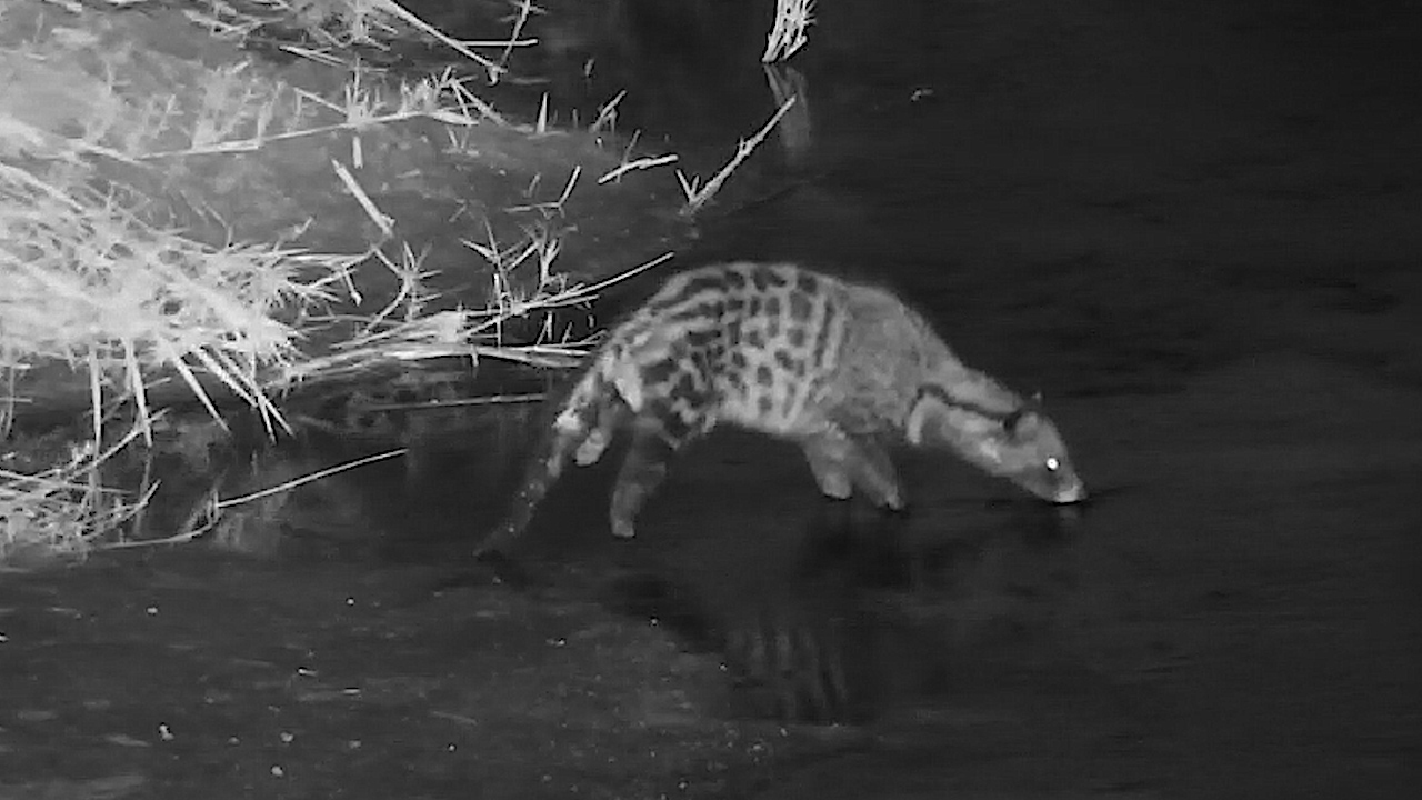 Thin & Limping, This Civet Keeps Searching for Food