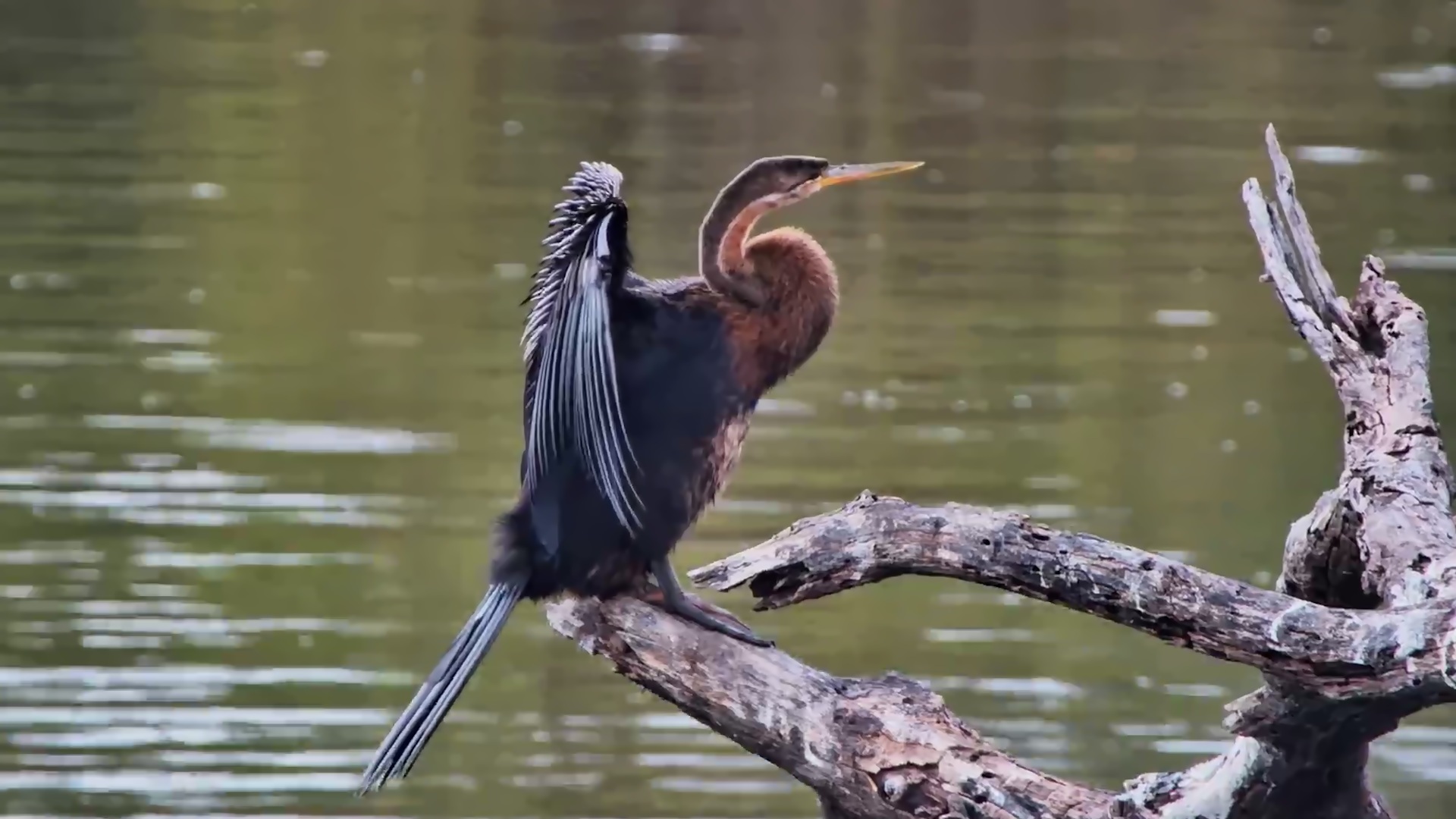 A Beautiful African Darter Takes Time to Preen