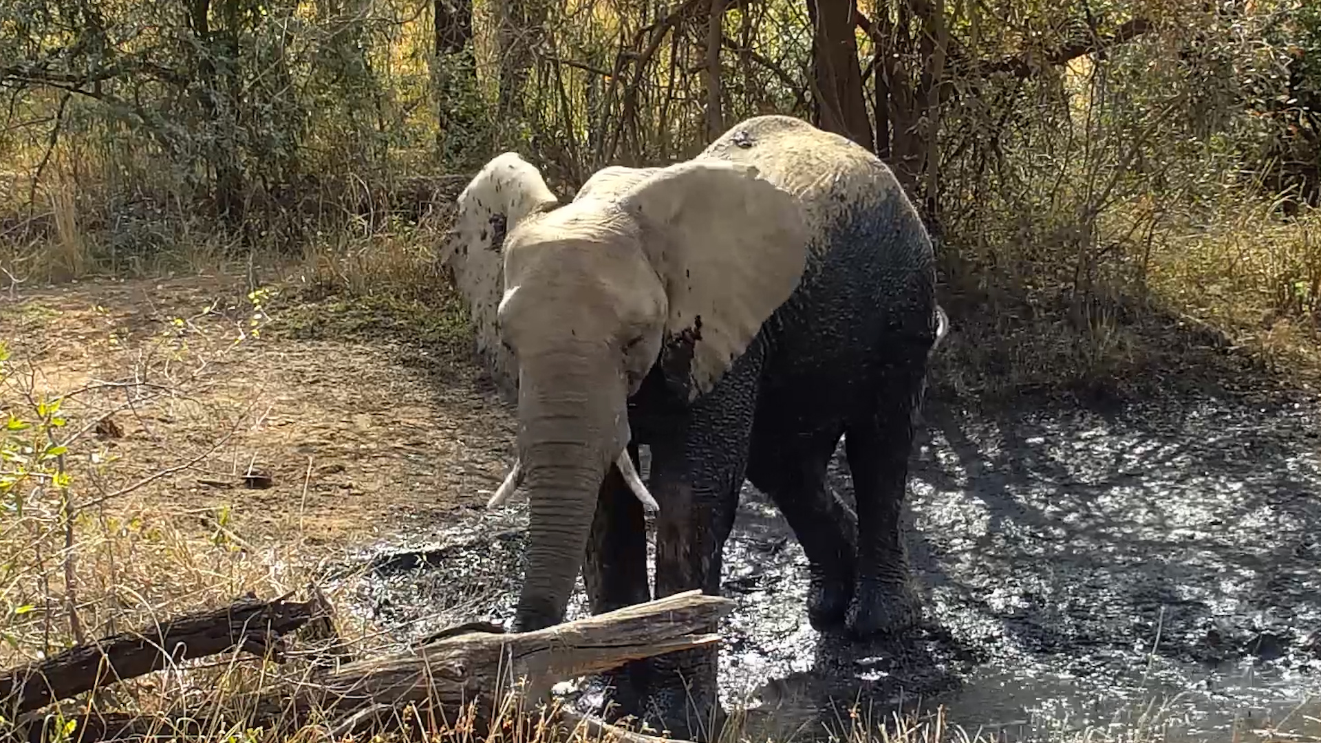 A Very Happy Elephant Enjoys Some Mud & Water