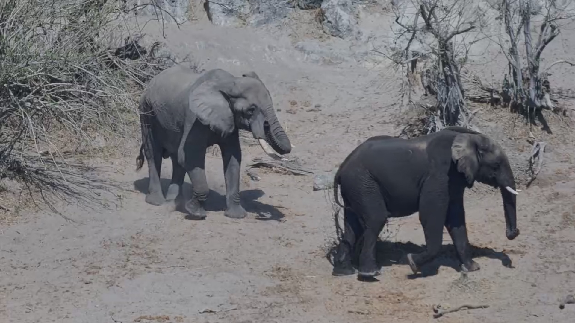 Elephants Enjoy Some Serious Downtime at the Water