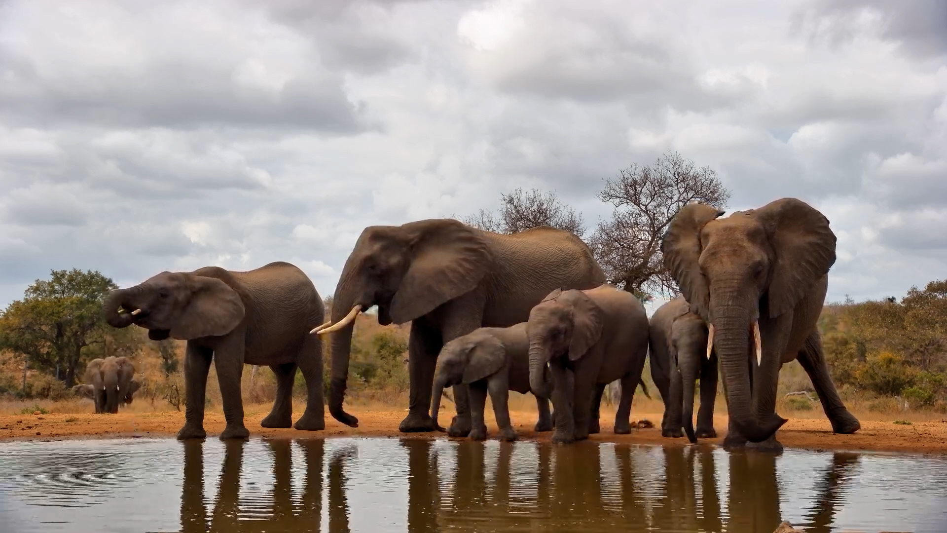 A Beautiful Gathering of Elephants at the Water