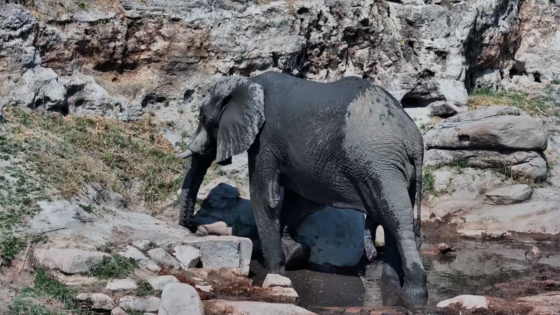 Just Two Elephants Going About Their Day