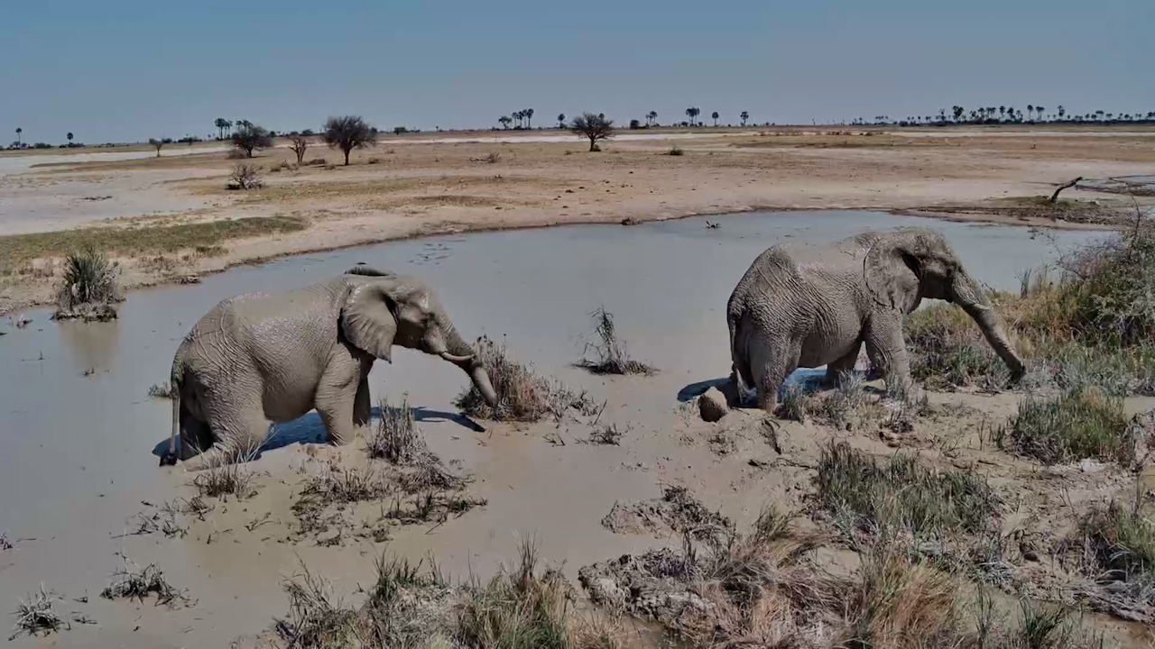 Elephant Bulls Spend the Afternoon Cooling Off at Jack's Camp
