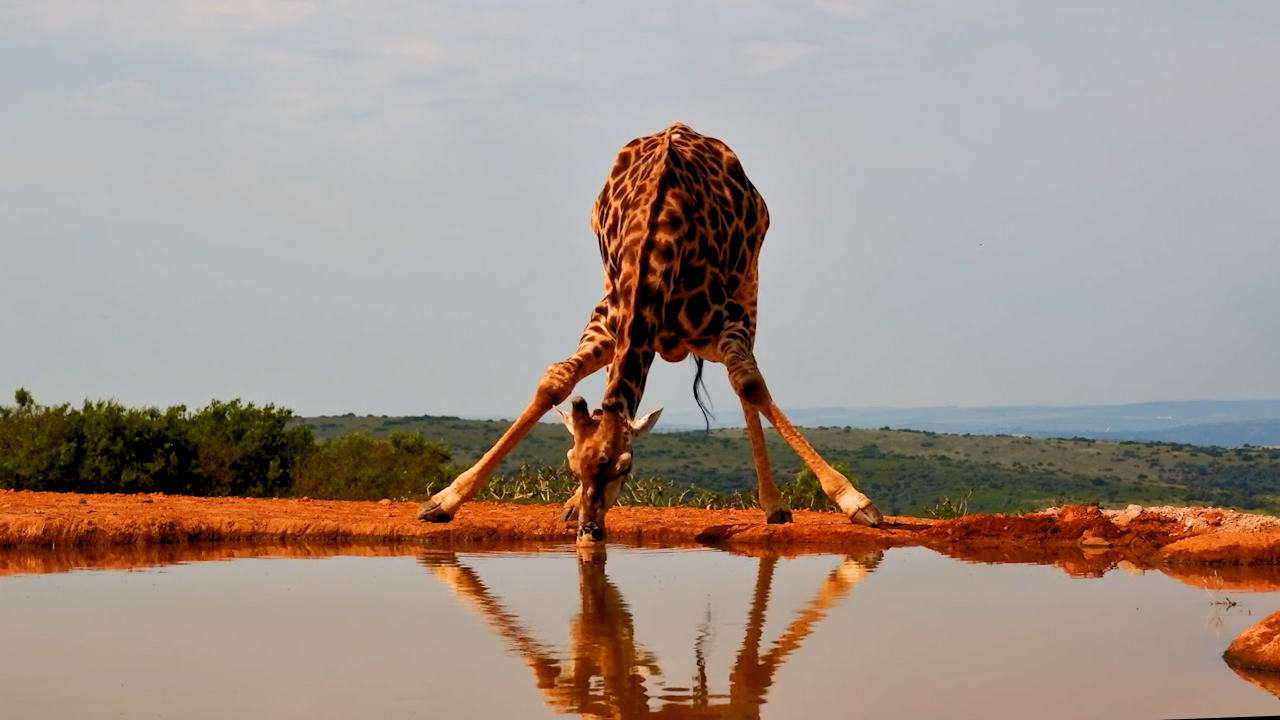 First the Giraffe, Then the Warthogs!