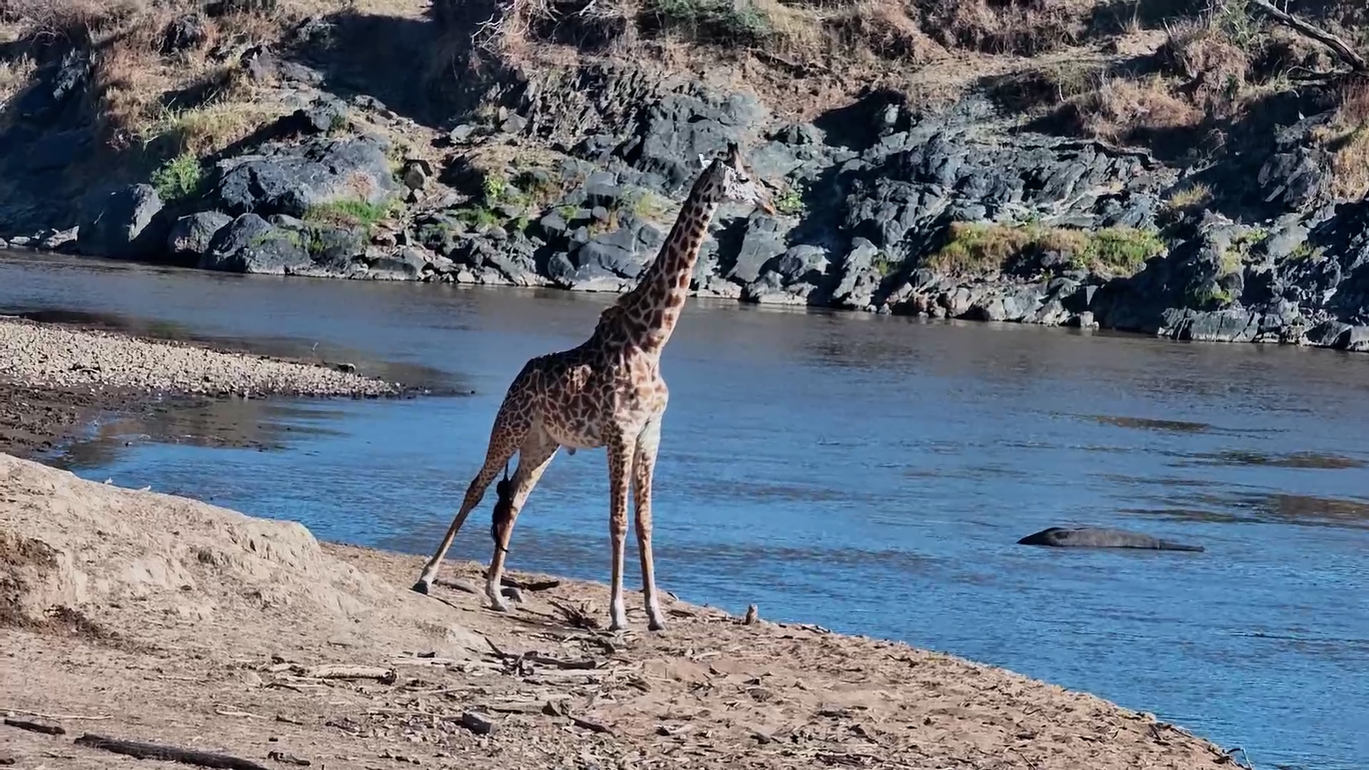 Giraffe Considers Crossing the Mara River...