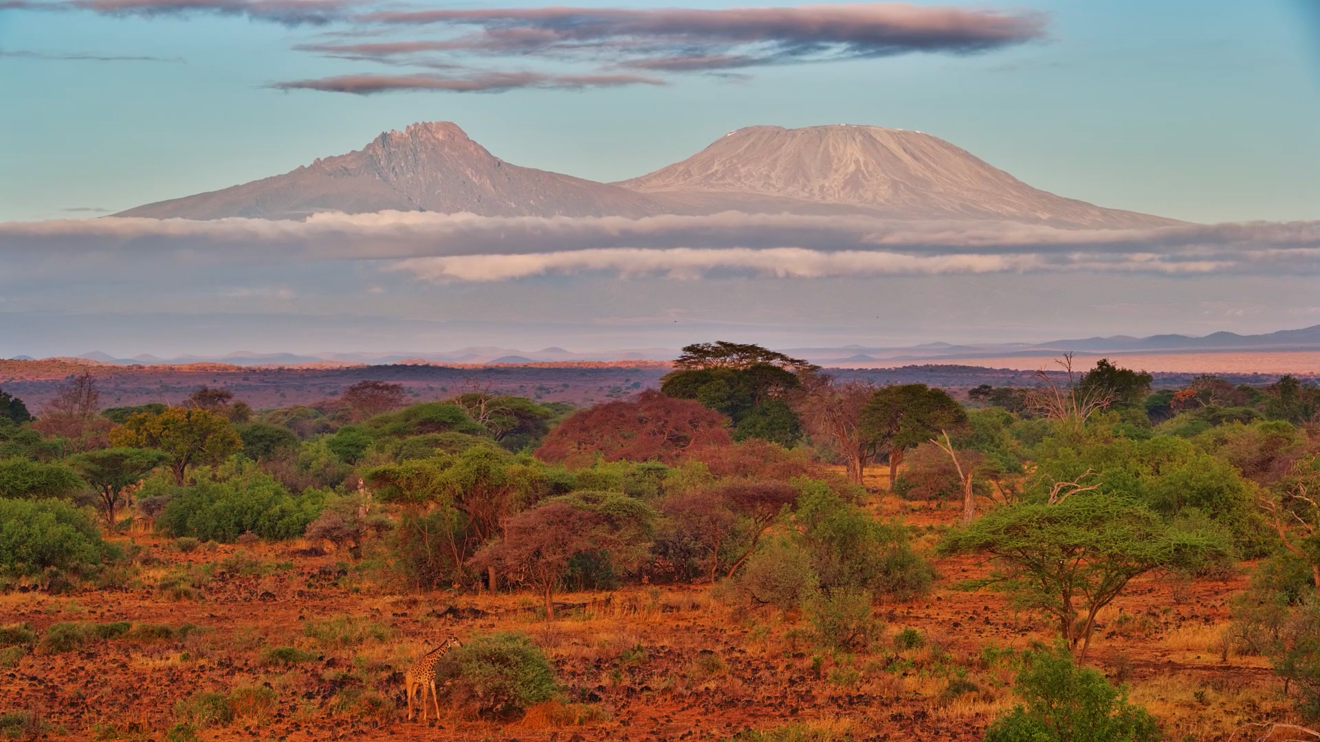 A Giraffe, Kilimanjaro & One Incredible African View