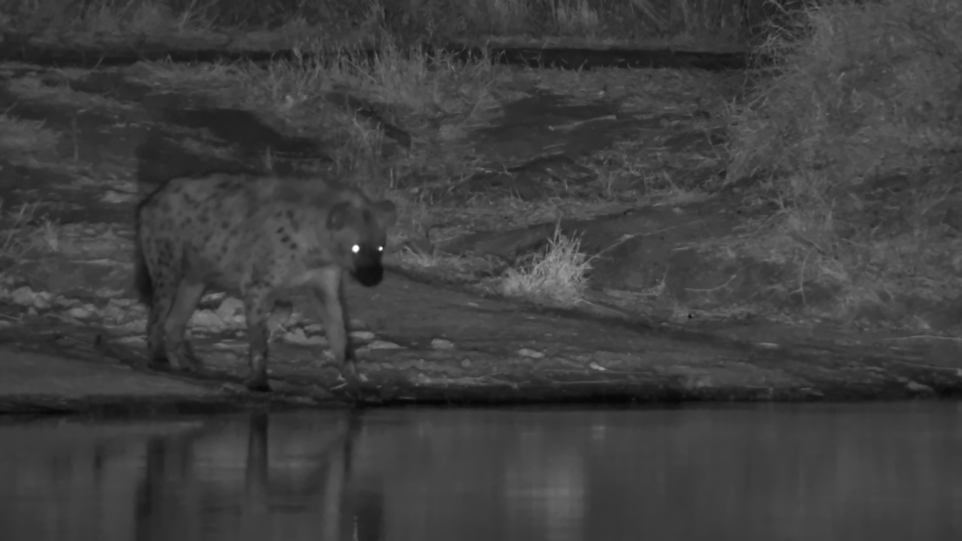 A Peaceful After-Dark Visit From a Spotted Hyena