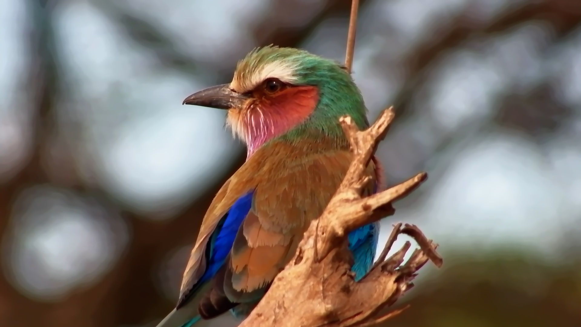 A Flash of Colour Waiting for Its Next Meal