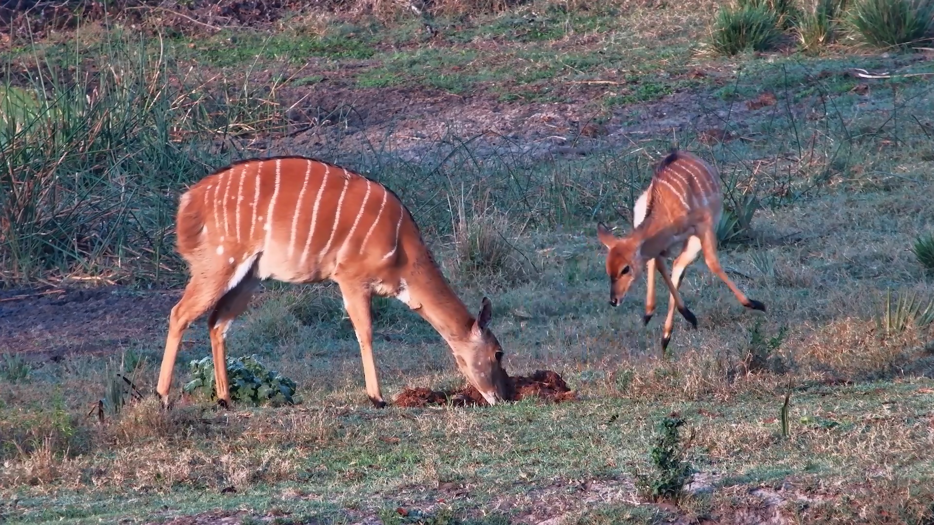 Nyala Ewe Snacks on Elephant Dung With Her Lamb Nearby