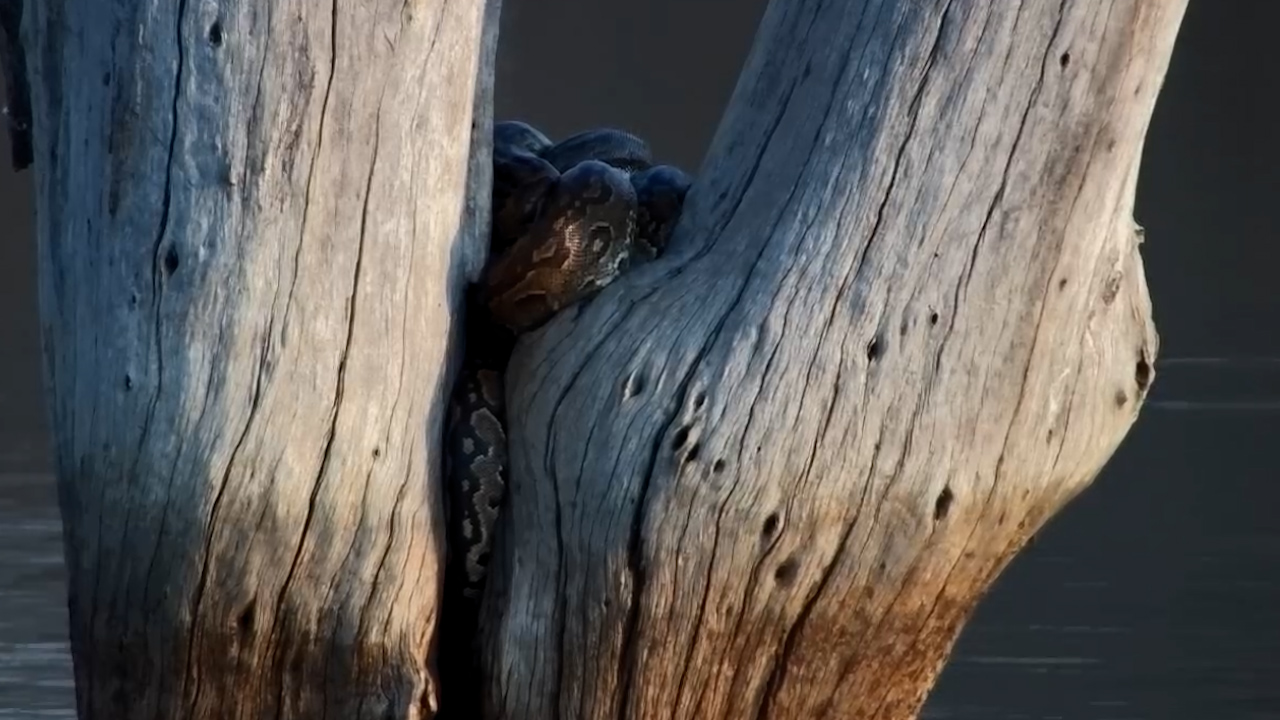 Python Returns to a Familiar Spot at Jabulani