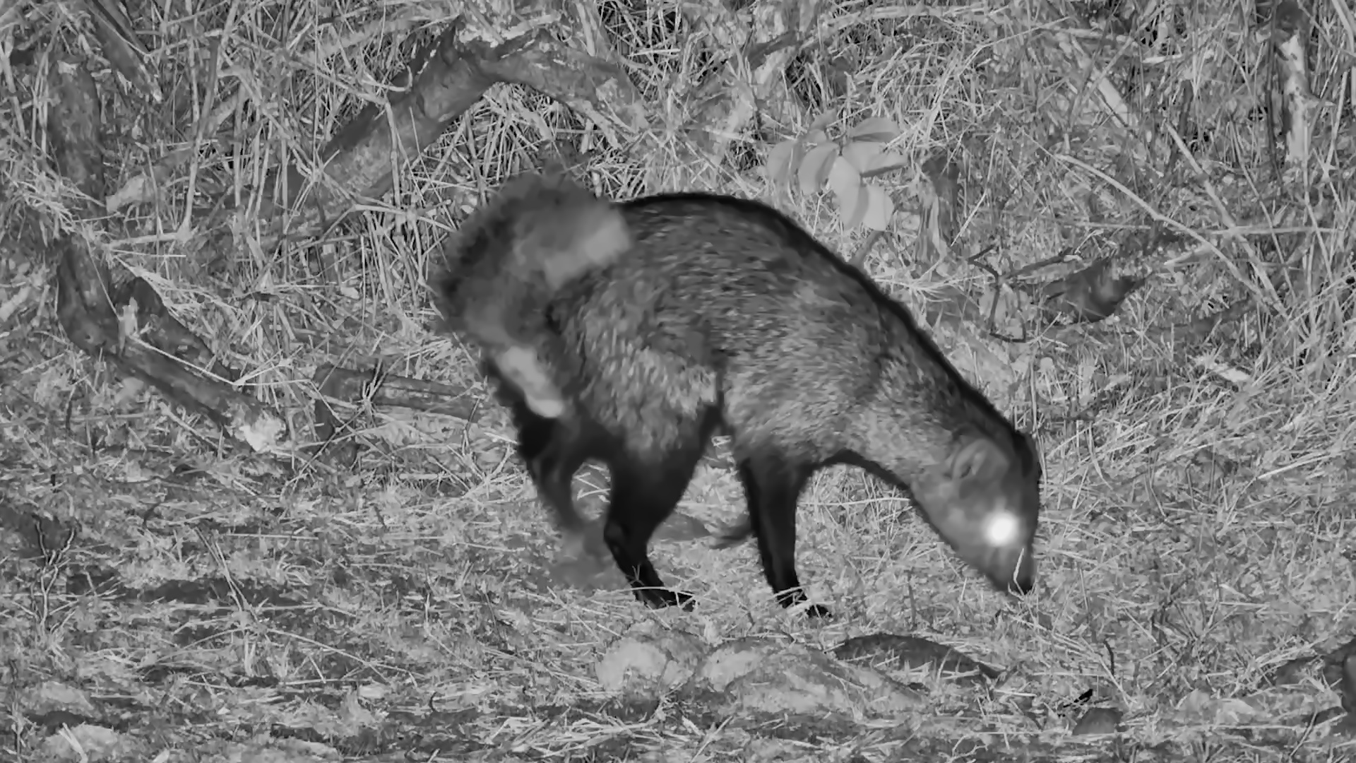 White-Tailed Mongoose Carefully Scans the Darkness