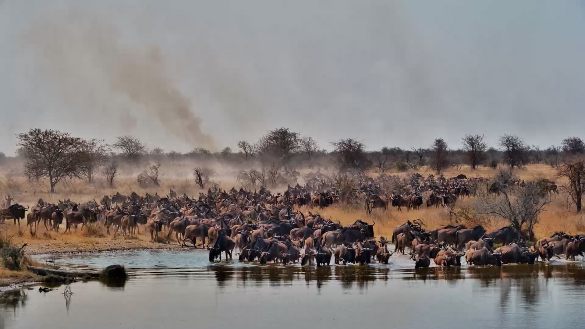 One Wildebeest Finds the Hidden Well the Hard Way