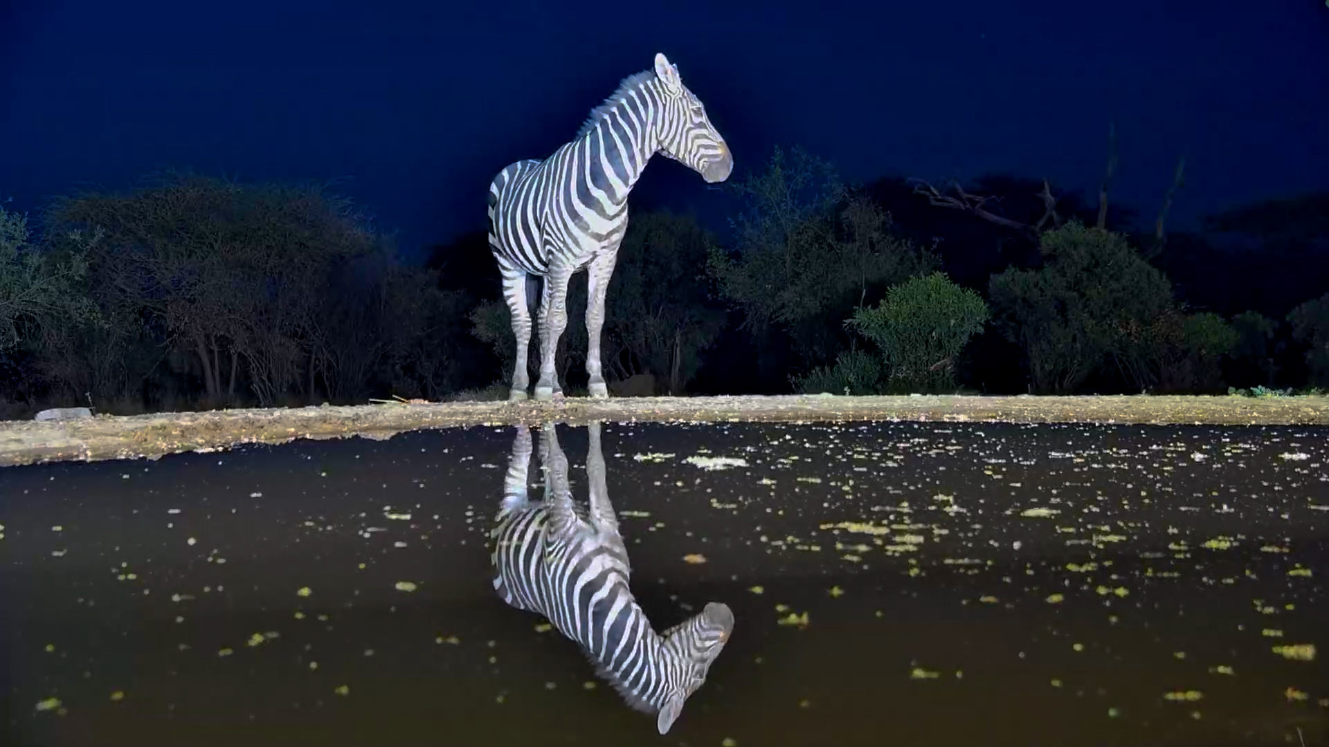 Something Has This Zebra on Edge... Then We See Why