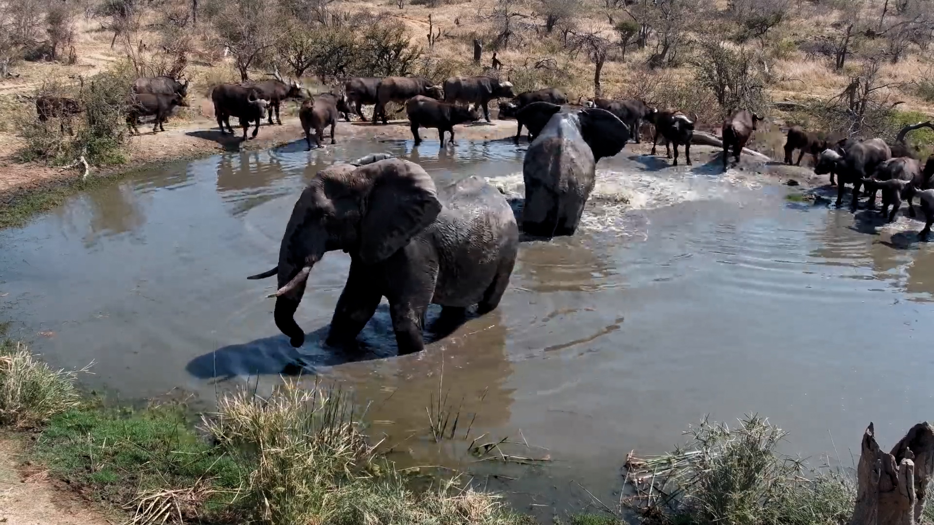 Two Elephants Kick an Entire Buffalo Herd Out of the Water!