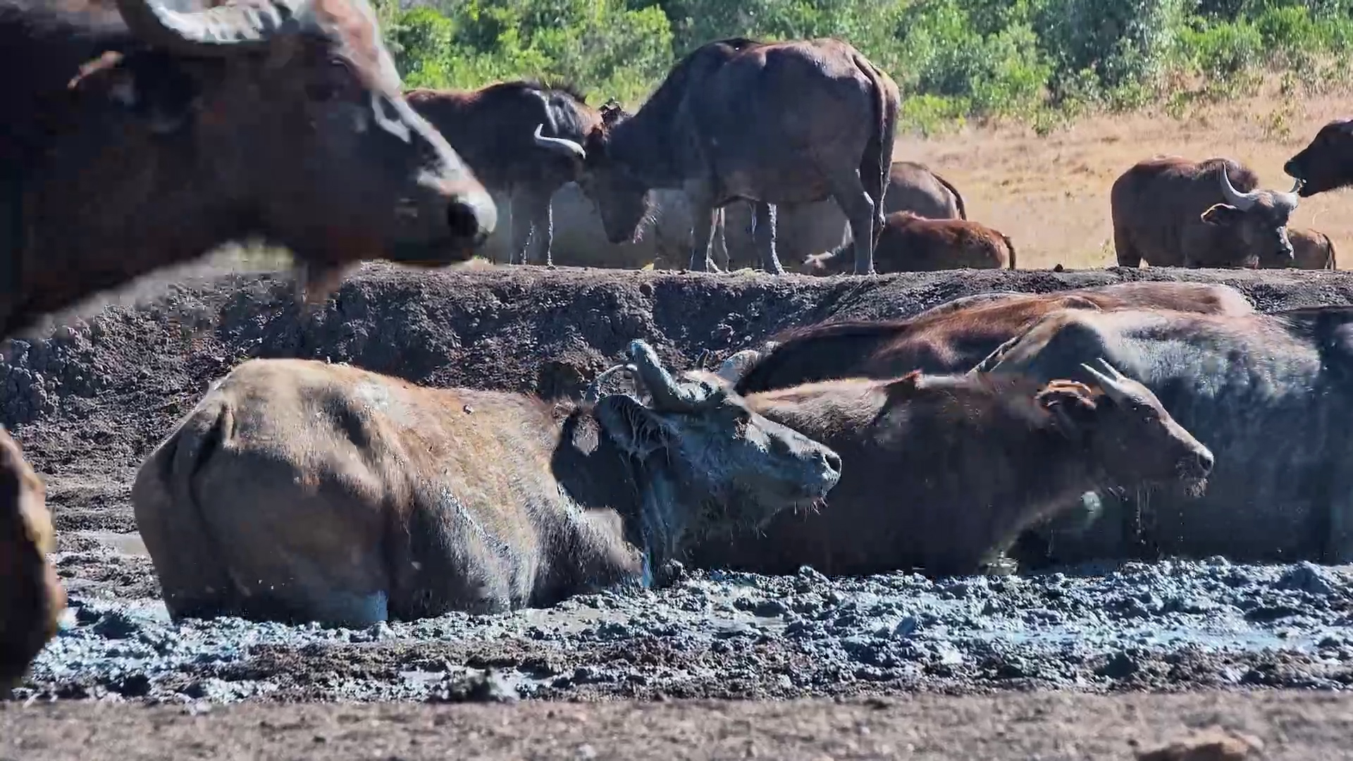 Buffalo Herd Piles In for a Much-Needed Cool Down