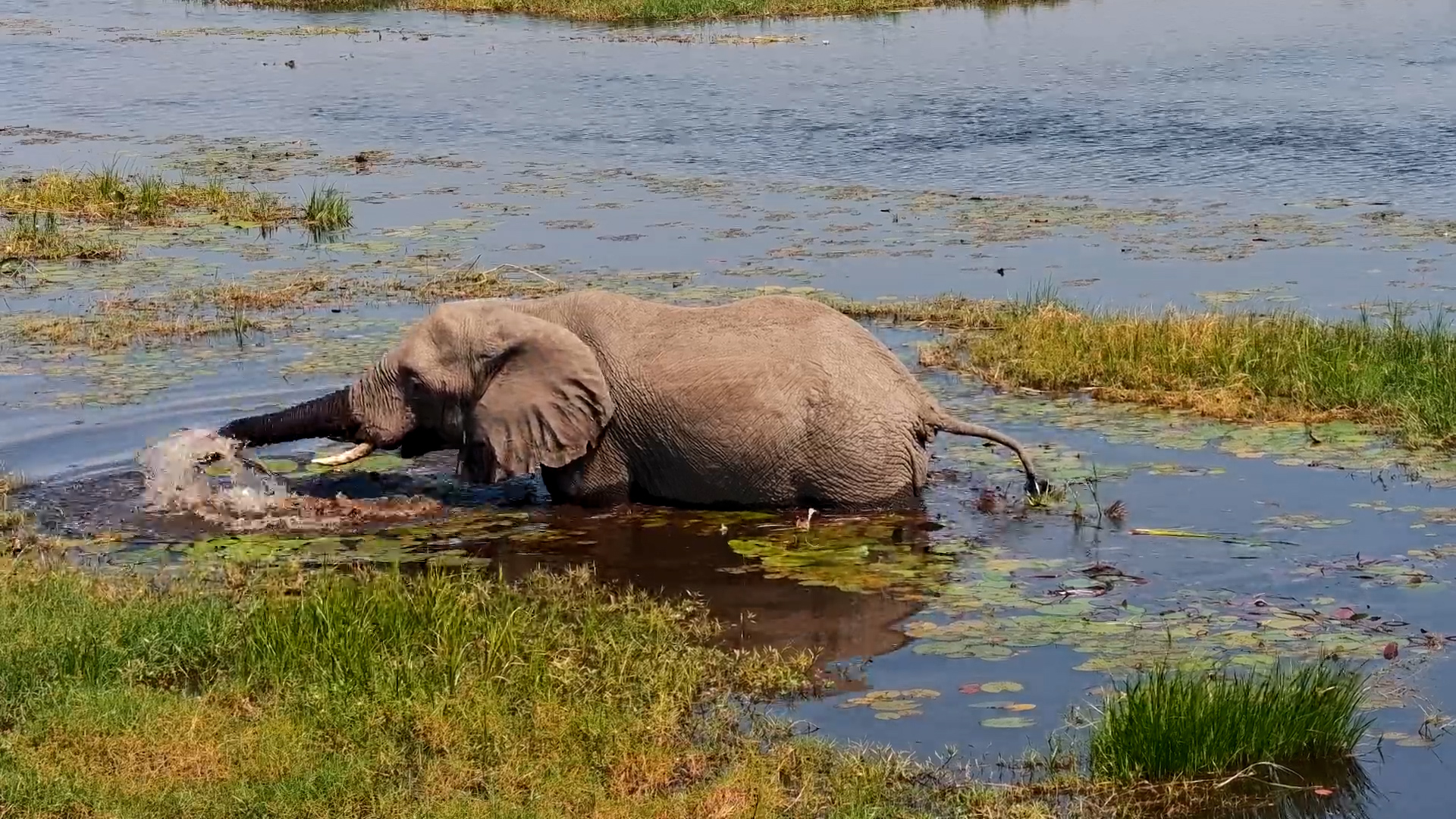 Elephant Snacks Its Way Through the Water