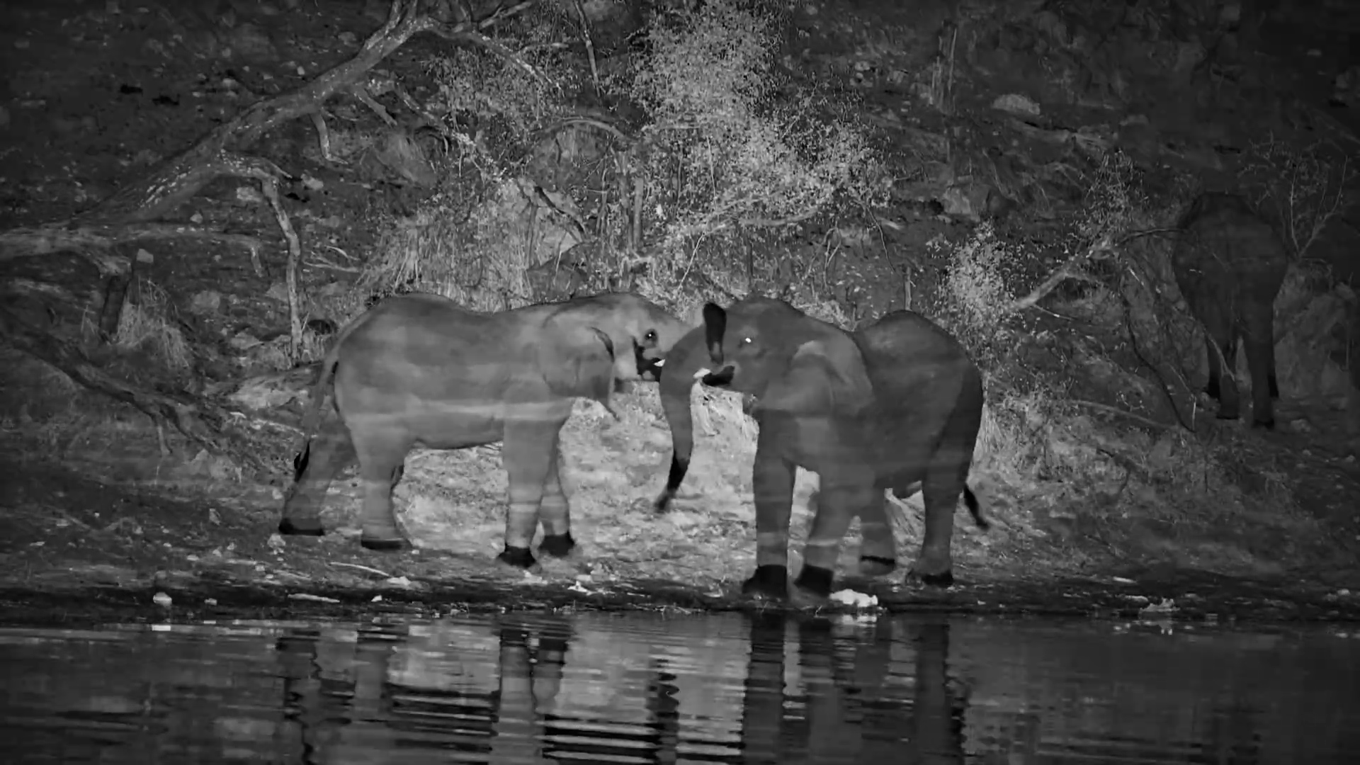 Elephants Have a Little Tussle After Dark