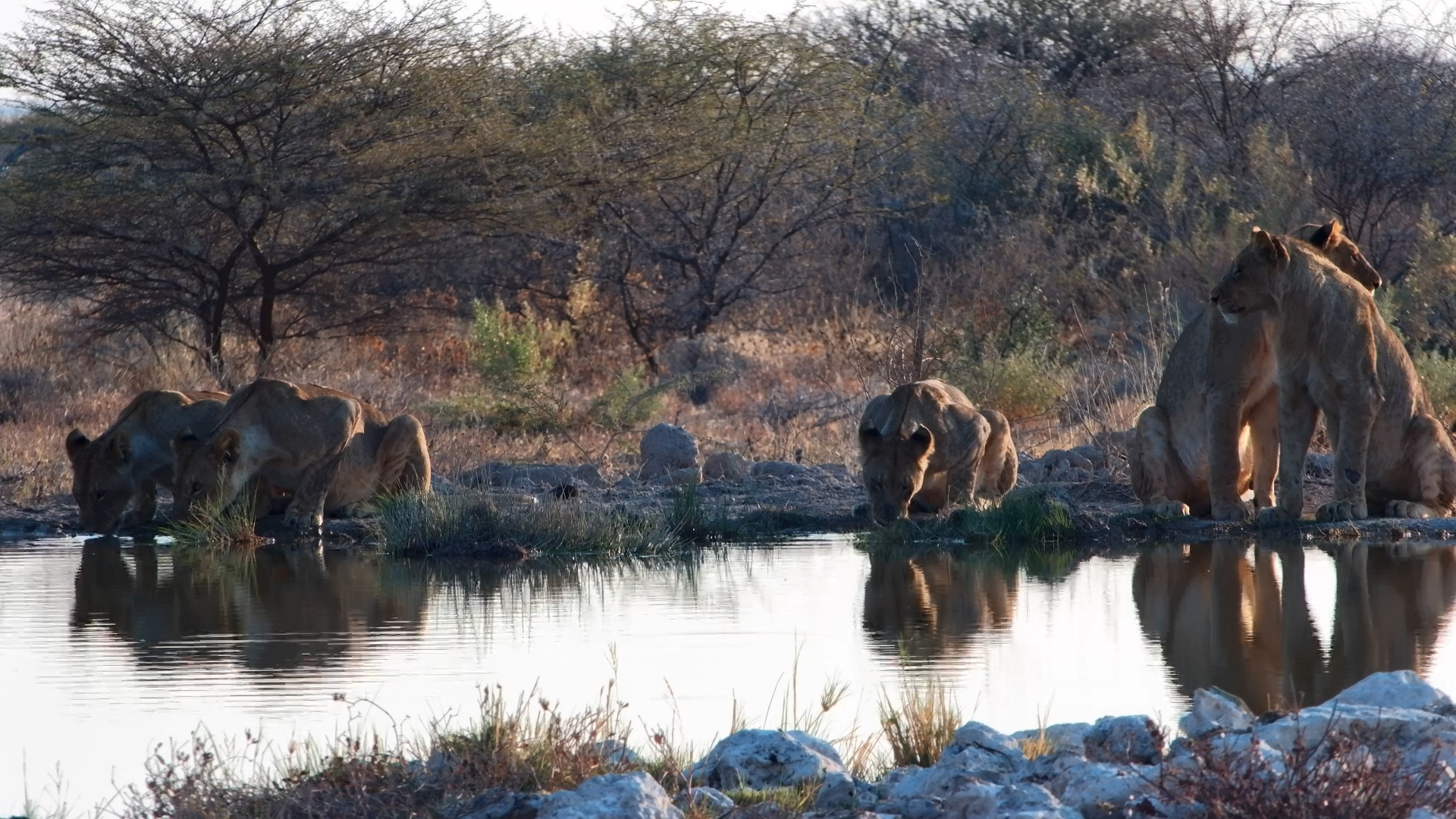 When the Lions Arrive for Sundowners