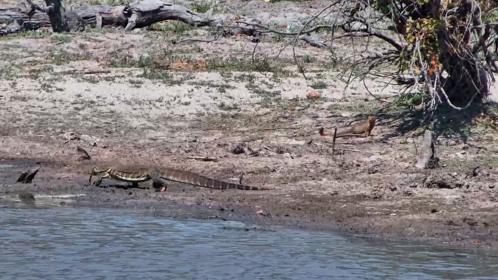 Nile Monitor Suddenly Chases a Mongoose Away