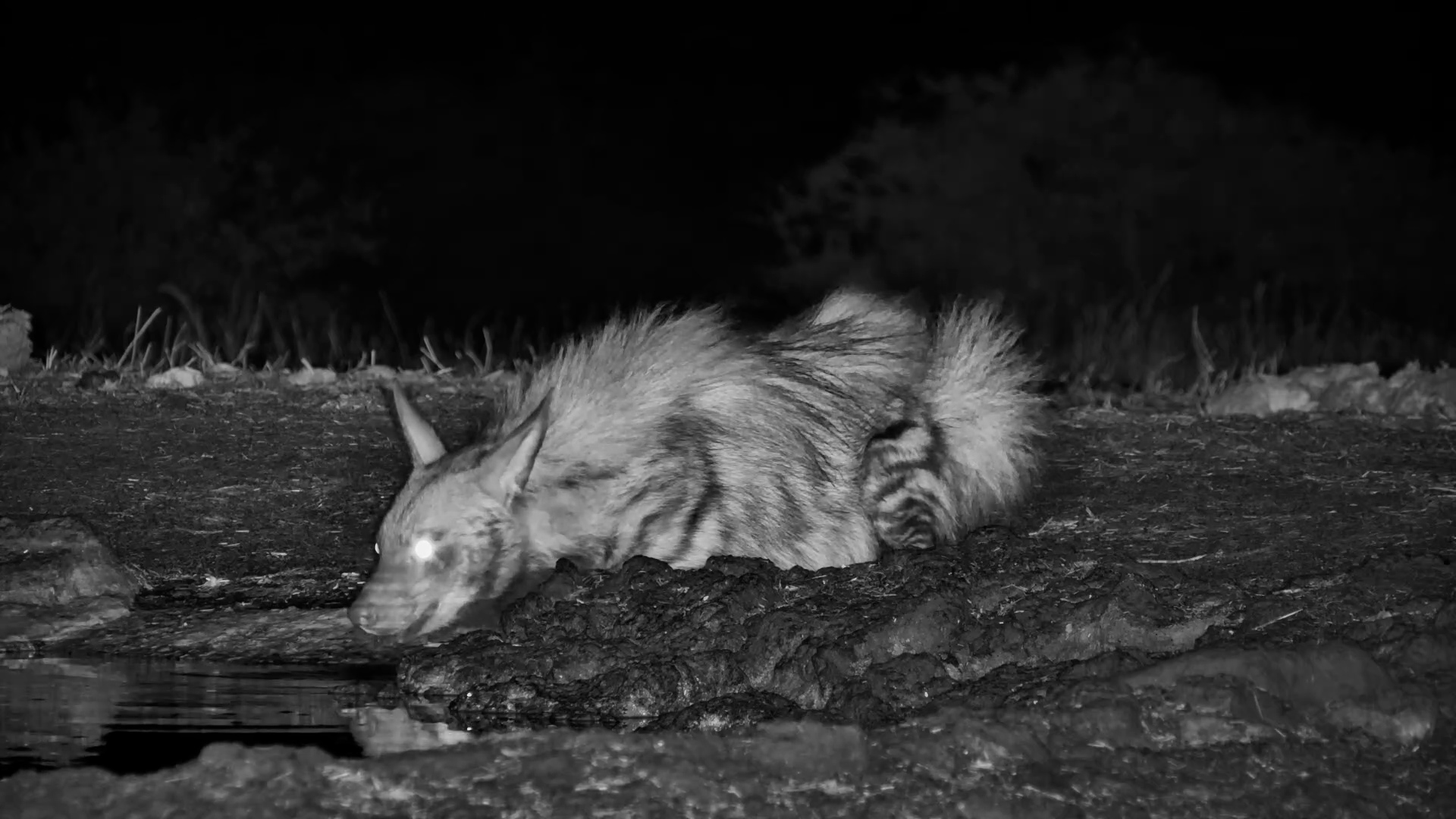 Striped Hyena Wants a Drink... But Trusts NOTHING