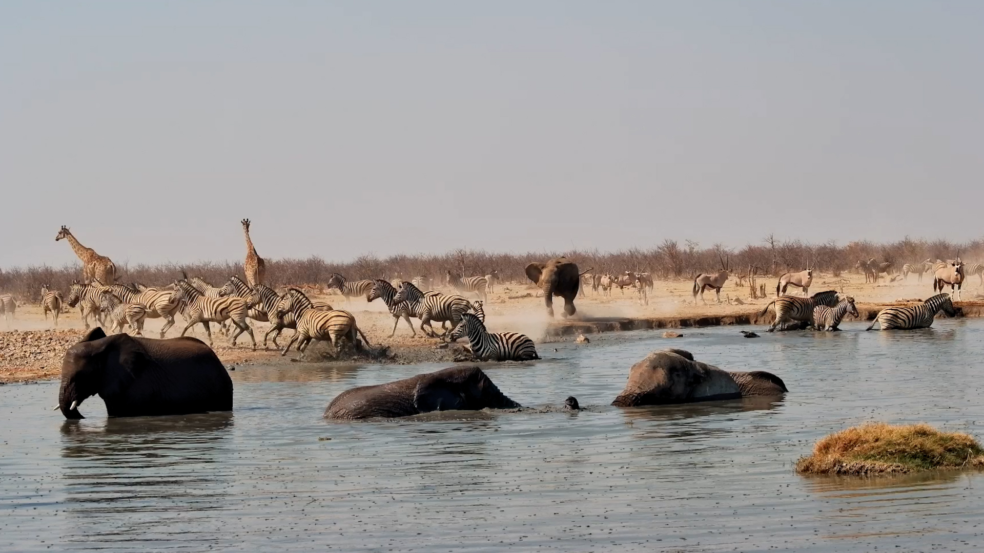 Small Elephant Arrives... Entire Waterhole EVACUATES
