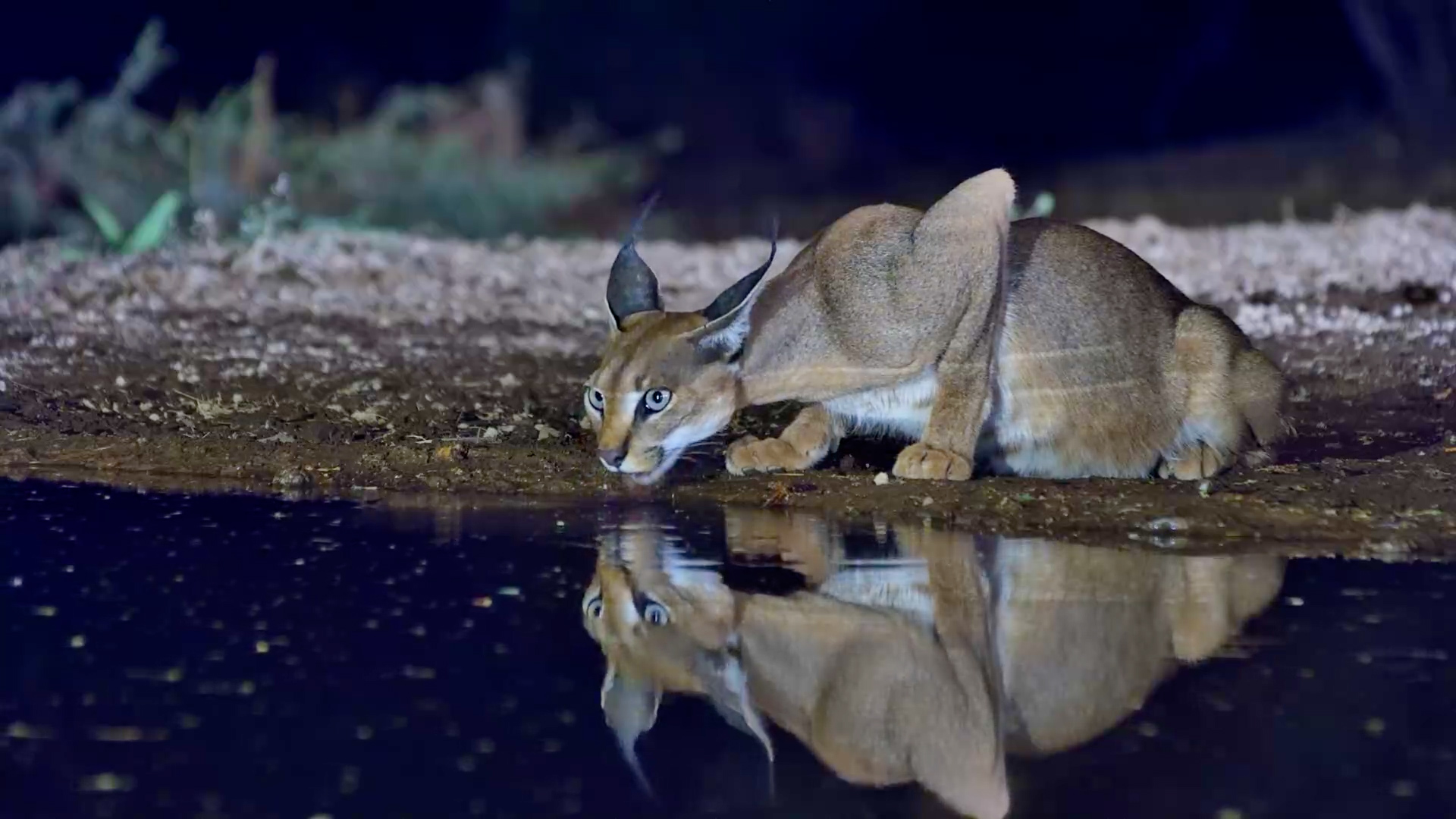 A Stunning Caracal Appears After Dark