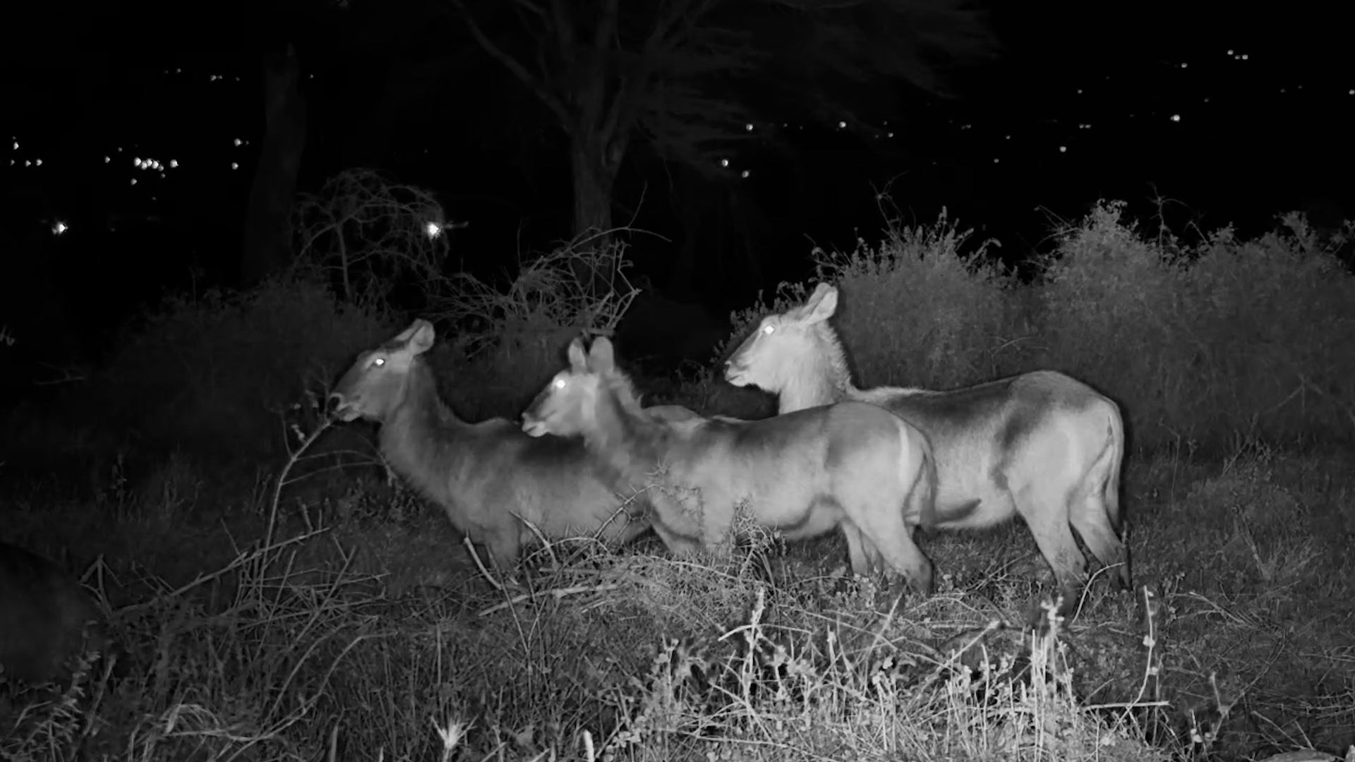 Waterbucks Emerge From the Darkness at Angama Amboseli