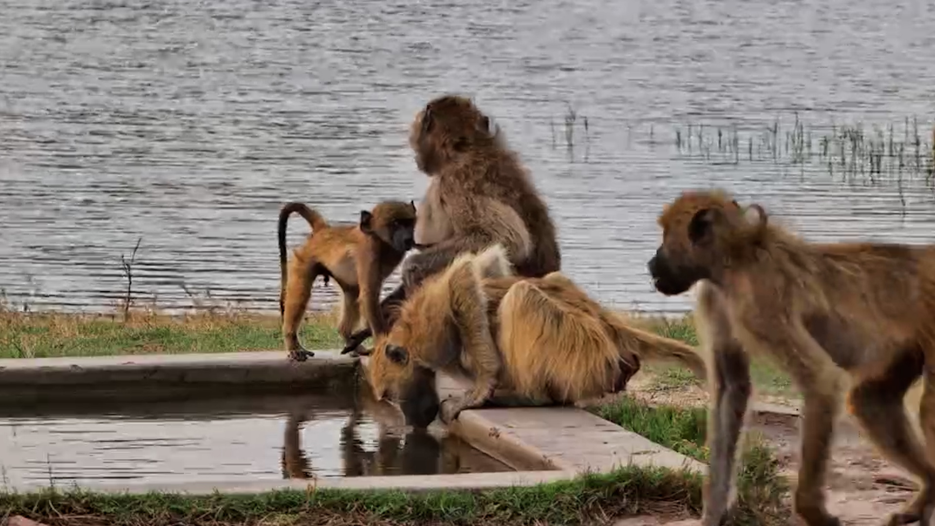 A Troop of Chacma Baboons Drops By The Hide
