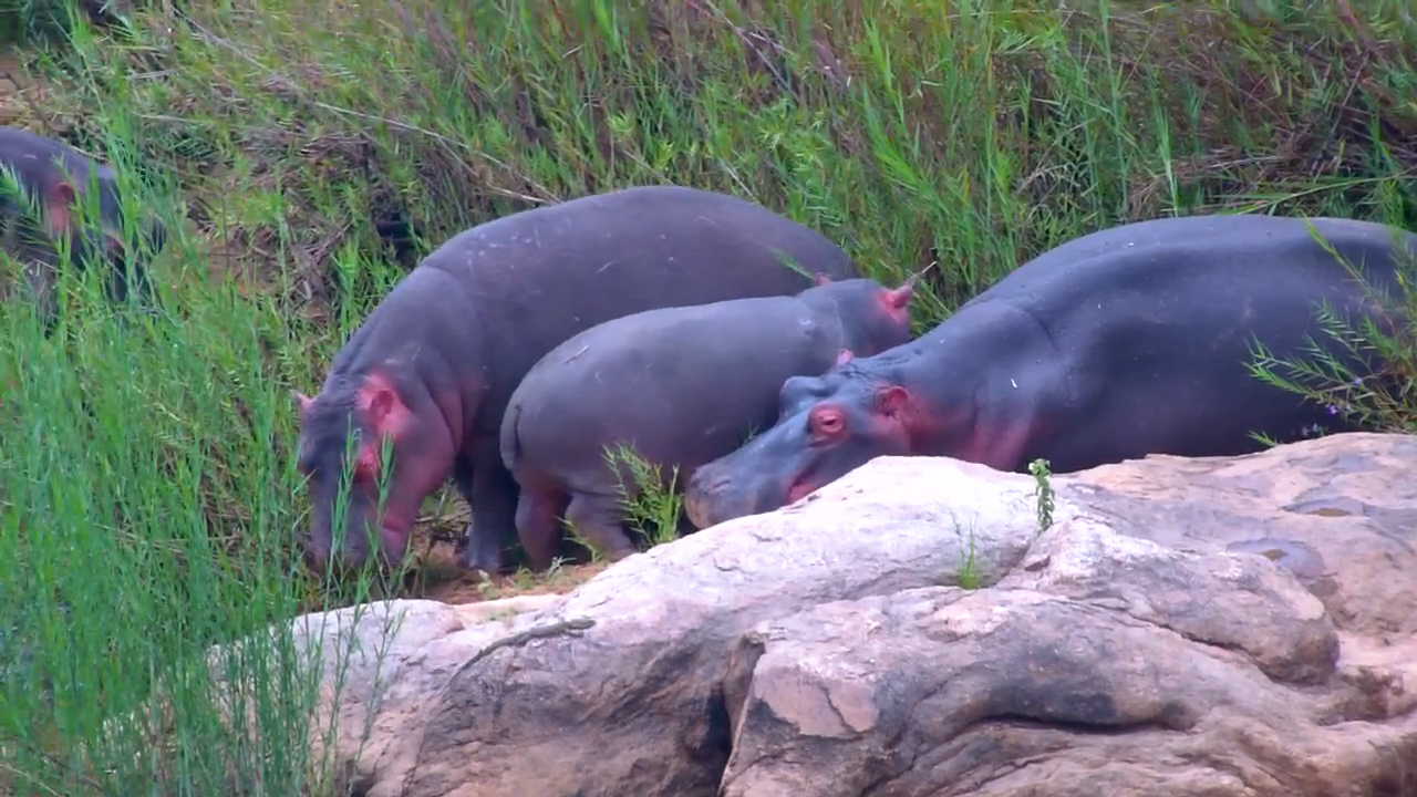 This Baby Hippo Is Ready for the Day… Mum Isn’t