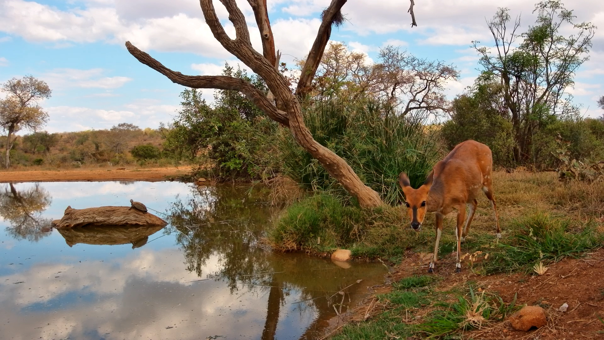A Beautiful Bushbuck Stops By the Kings Camp Waterhole