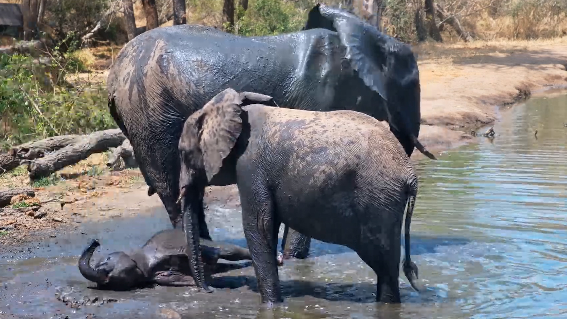 Baby Elephant Turns Drink Time Into Playtime