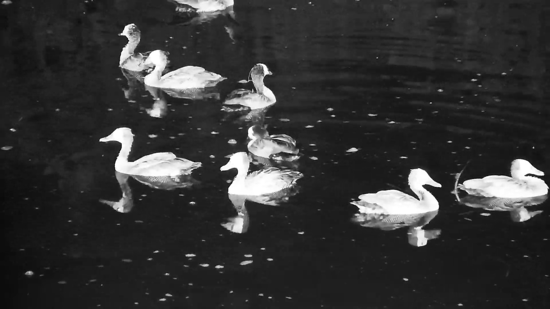 A Whole Flock of Whistling Ducks Arrives After Dark!