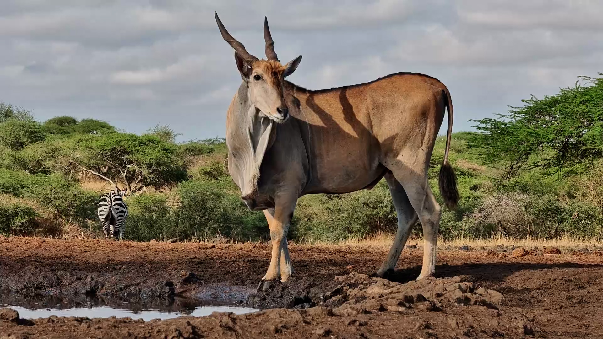This Magnificent Eland Bull Is Quite the Showstopper