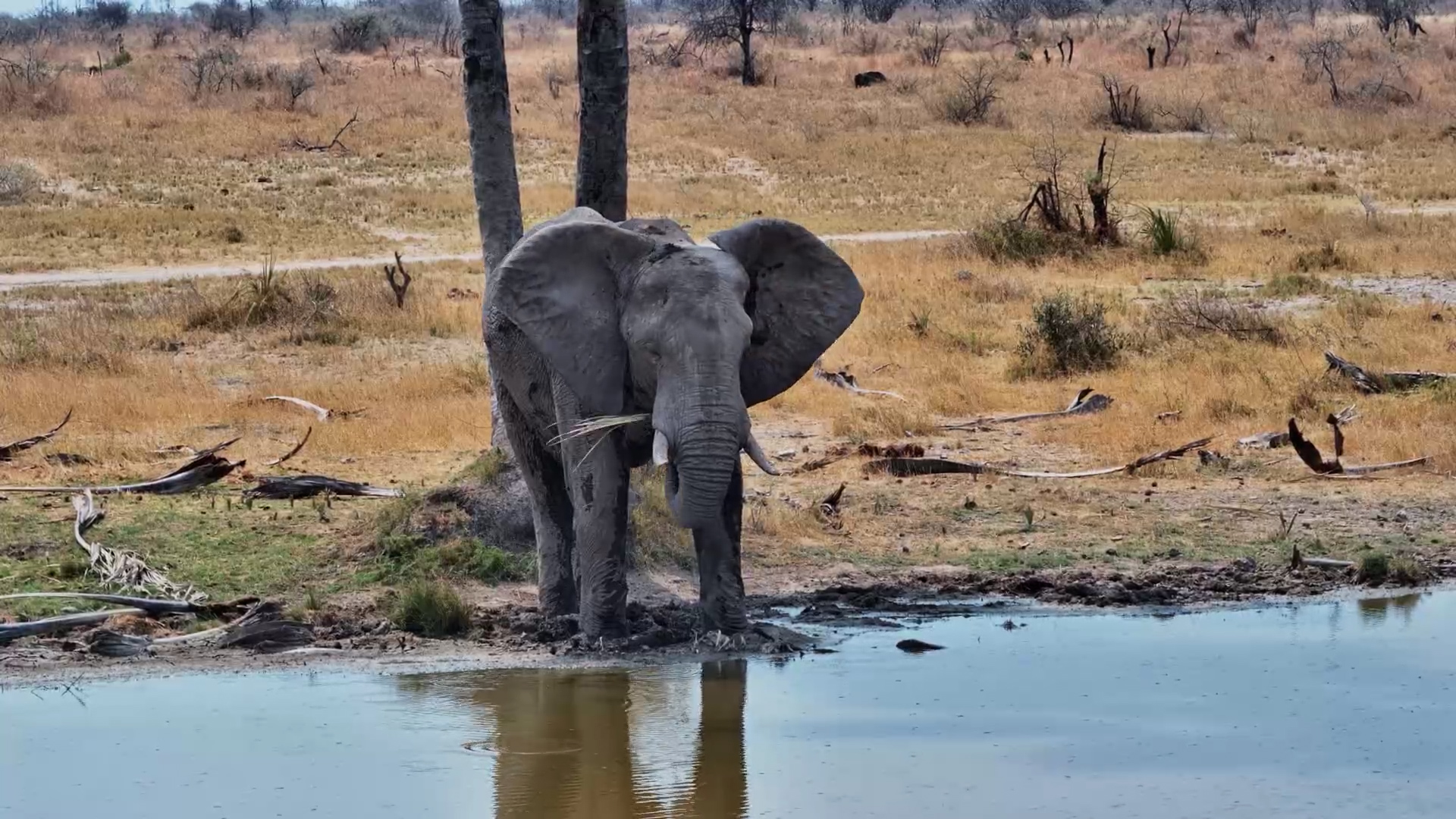 Just an Elephant Going About His Day in the Kalahari