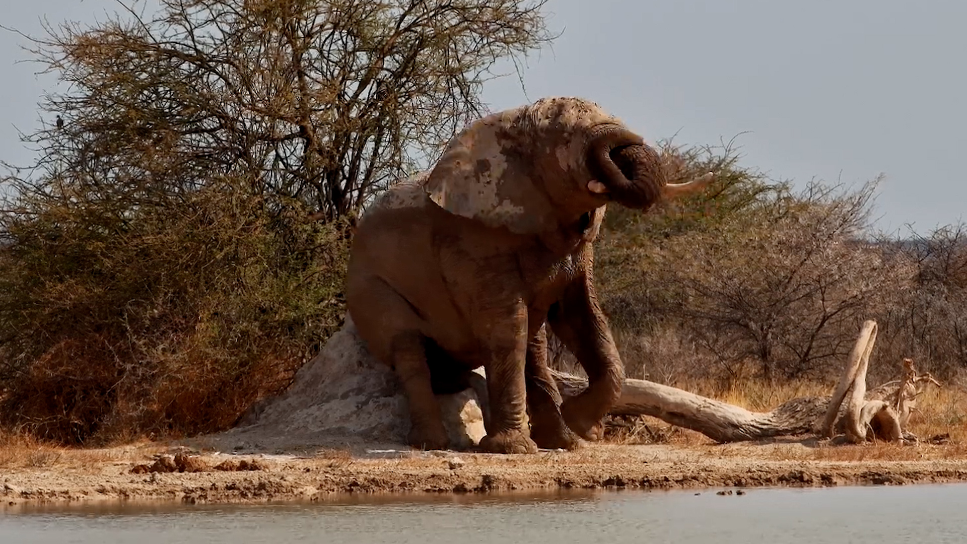 Another Day, Another Termite Mound, Another Itchy Bum