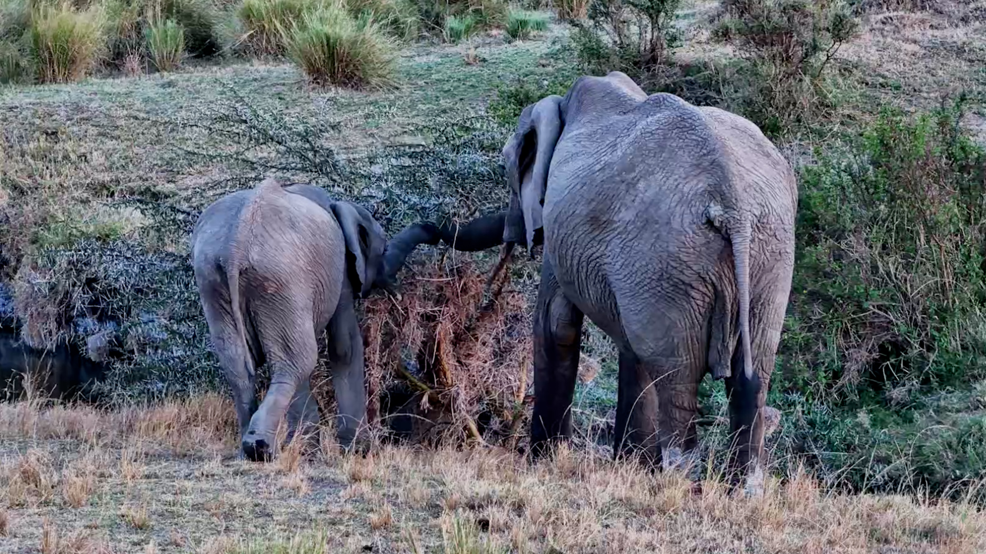 Thorns? Weaver Nests? This Elephant Just Wants the Snacks