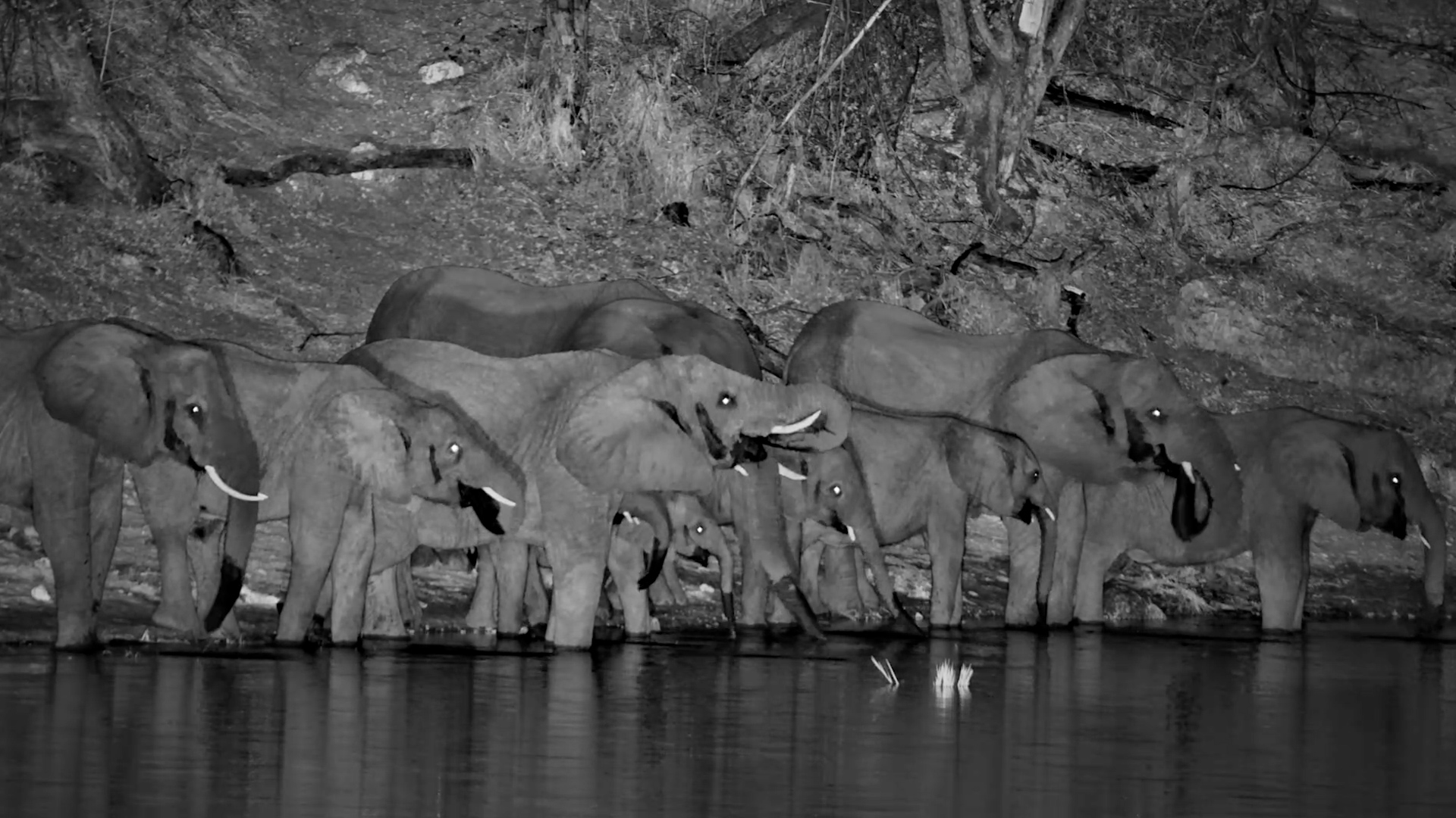 A Midnight Drinks Stop for the Elephant Herd