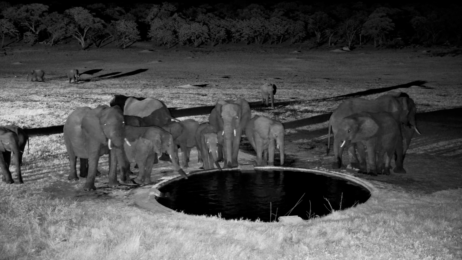 The Elephants Arrive for a Drink After Dark