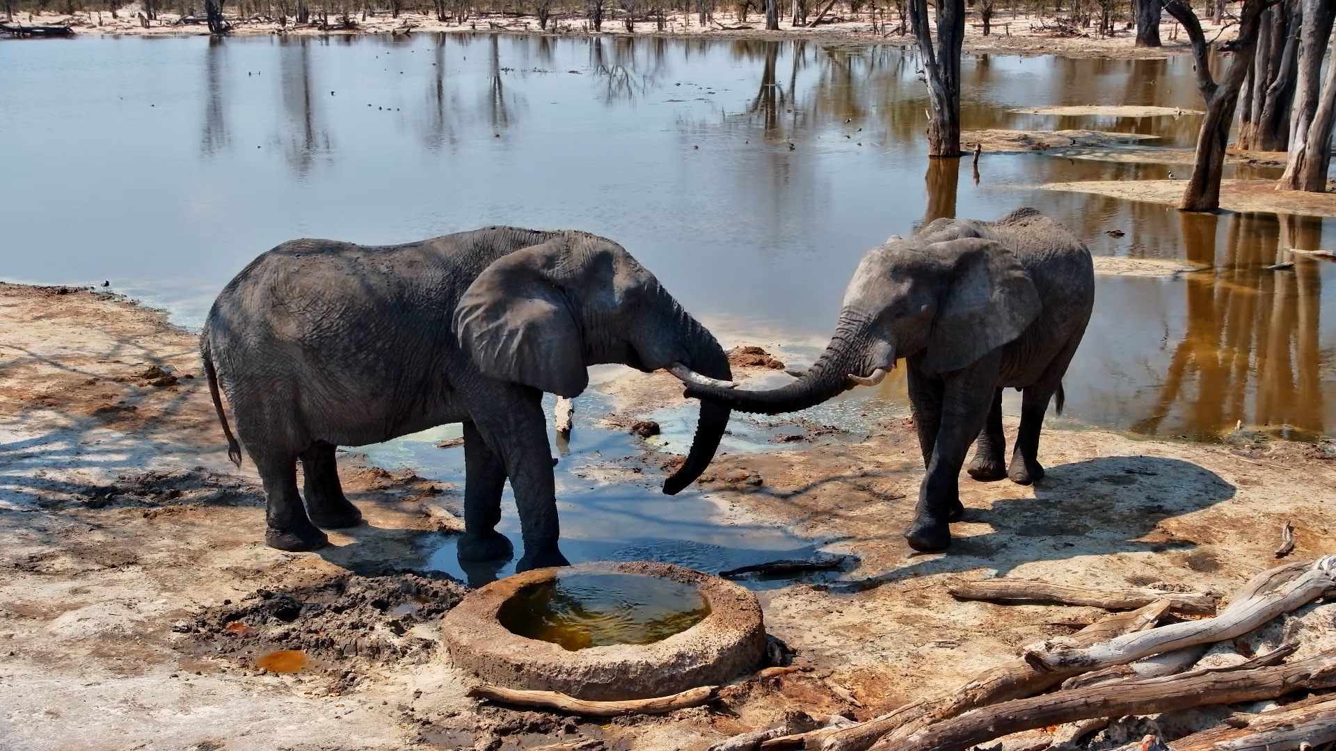 Sometimes You Just Need a Waterhole and a Friend