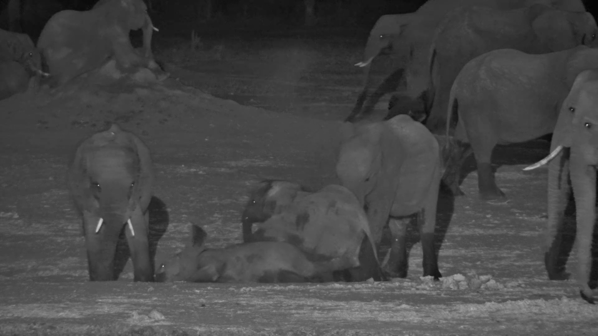 Night Falls… and the Elephant Games Begin