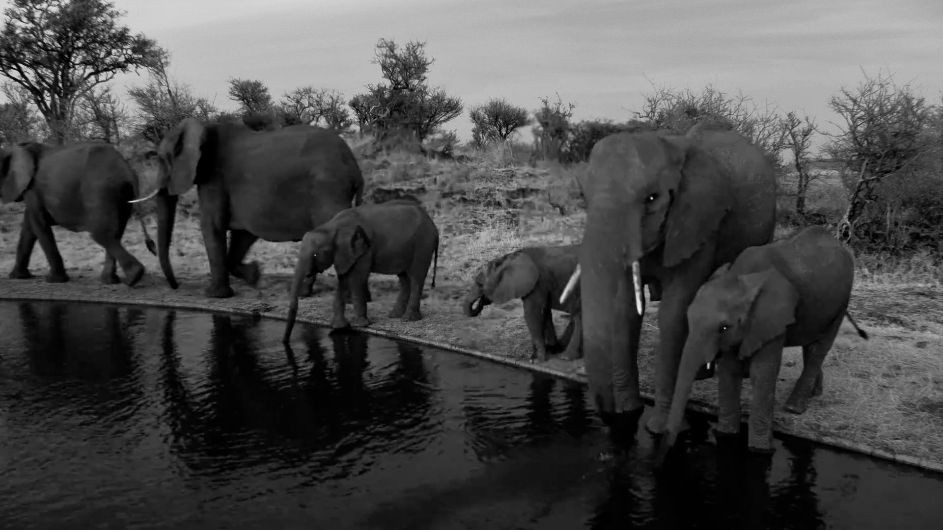 Elephants Gather for an Evening Drink in the Serengeti