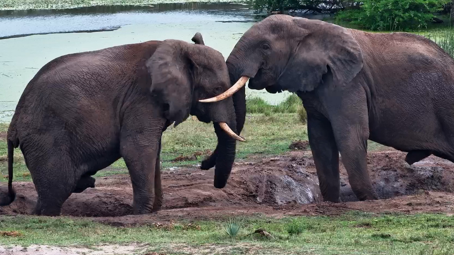 Friend Arrives… Mud Wallow Forgotten