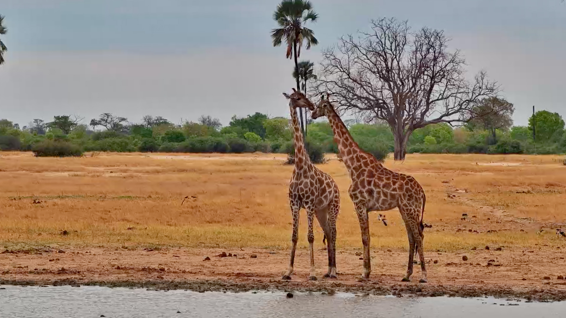 Giraffe Pair Spends Time at Linkwasha