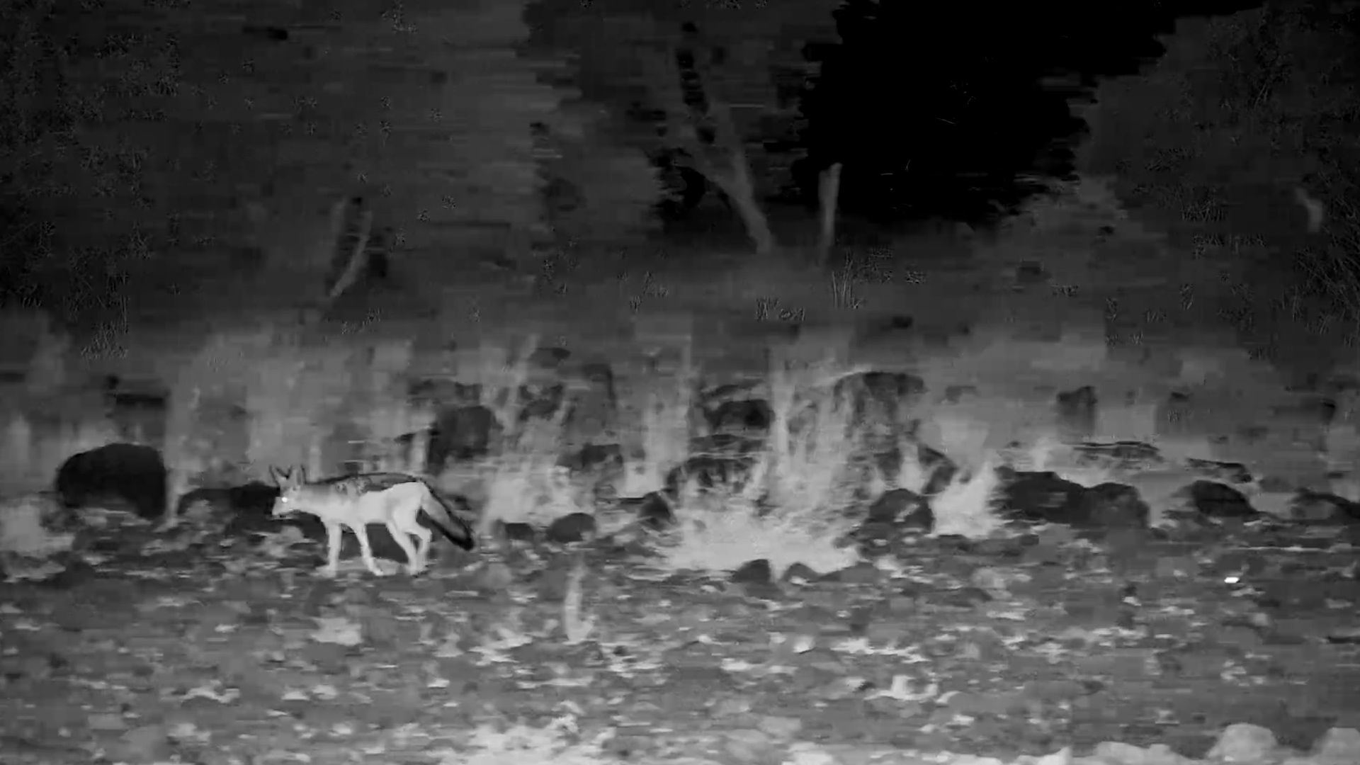 A Jackal Creeps Into View After Dark