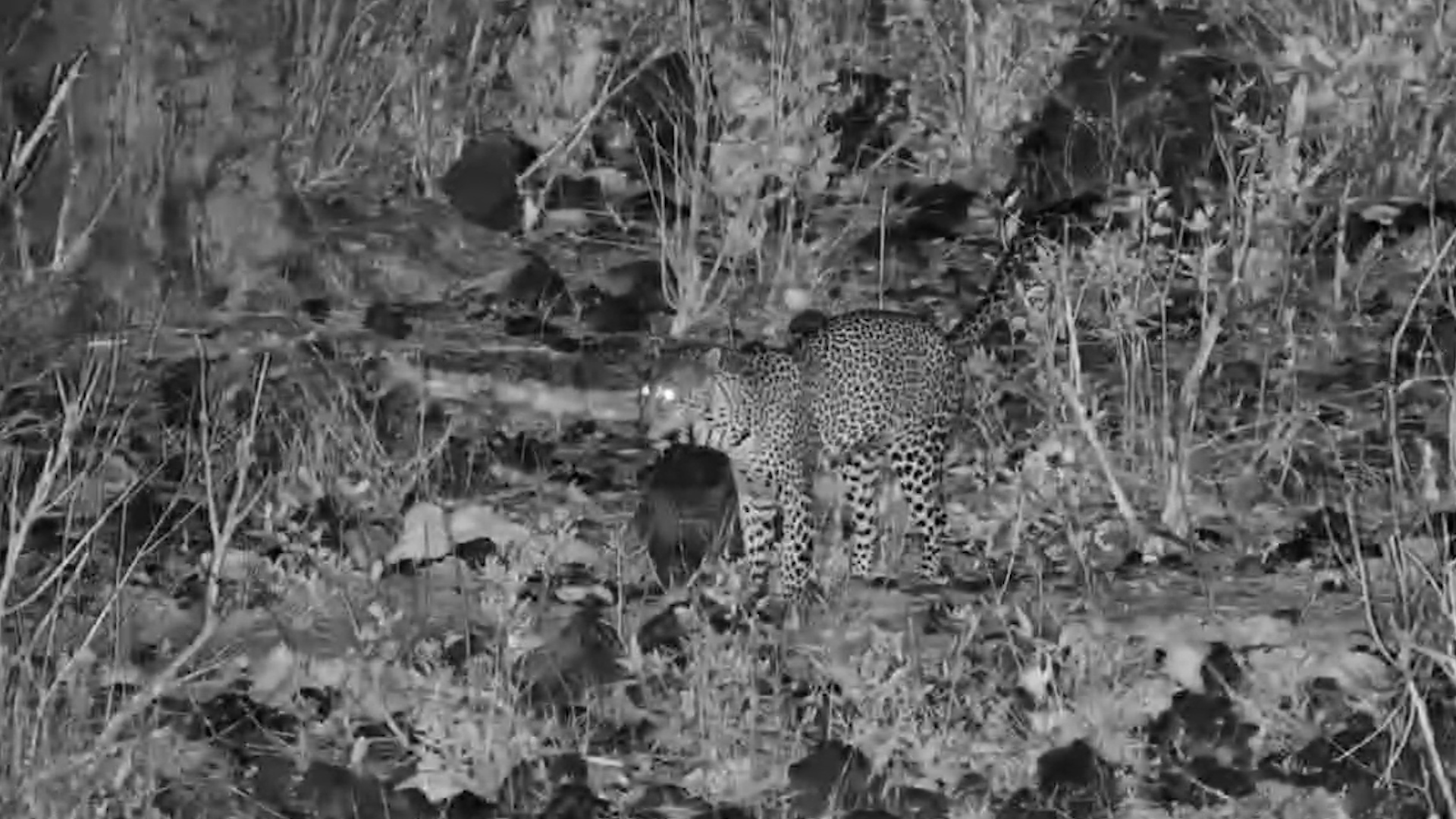 A Leopard Slips Through the Darkness