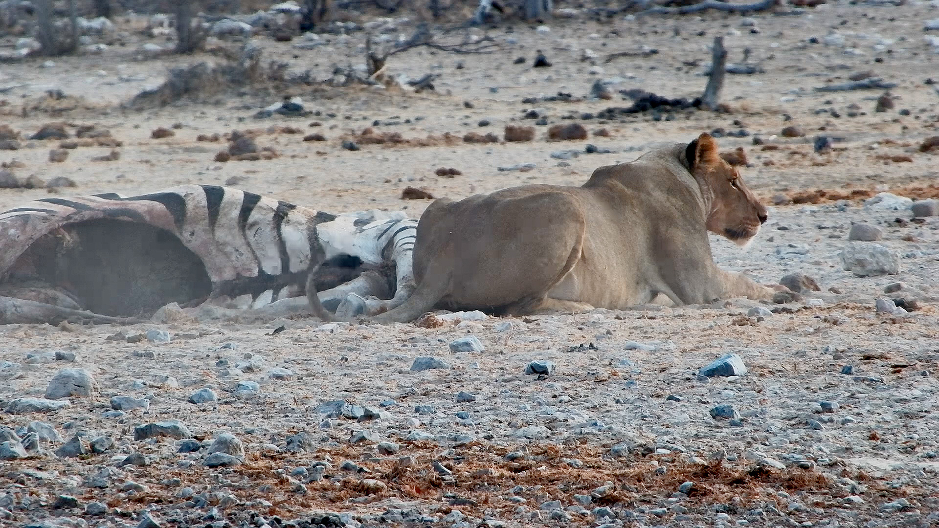 Watch This Lioness Try to Cover the Scent of Her Kill